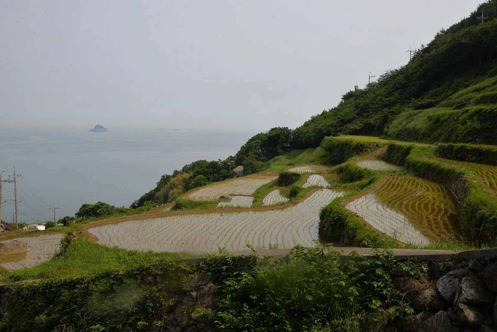 Terraced rice paddies stepping down a green slope to the sea at Gacheon Daraengi Village, Namhae