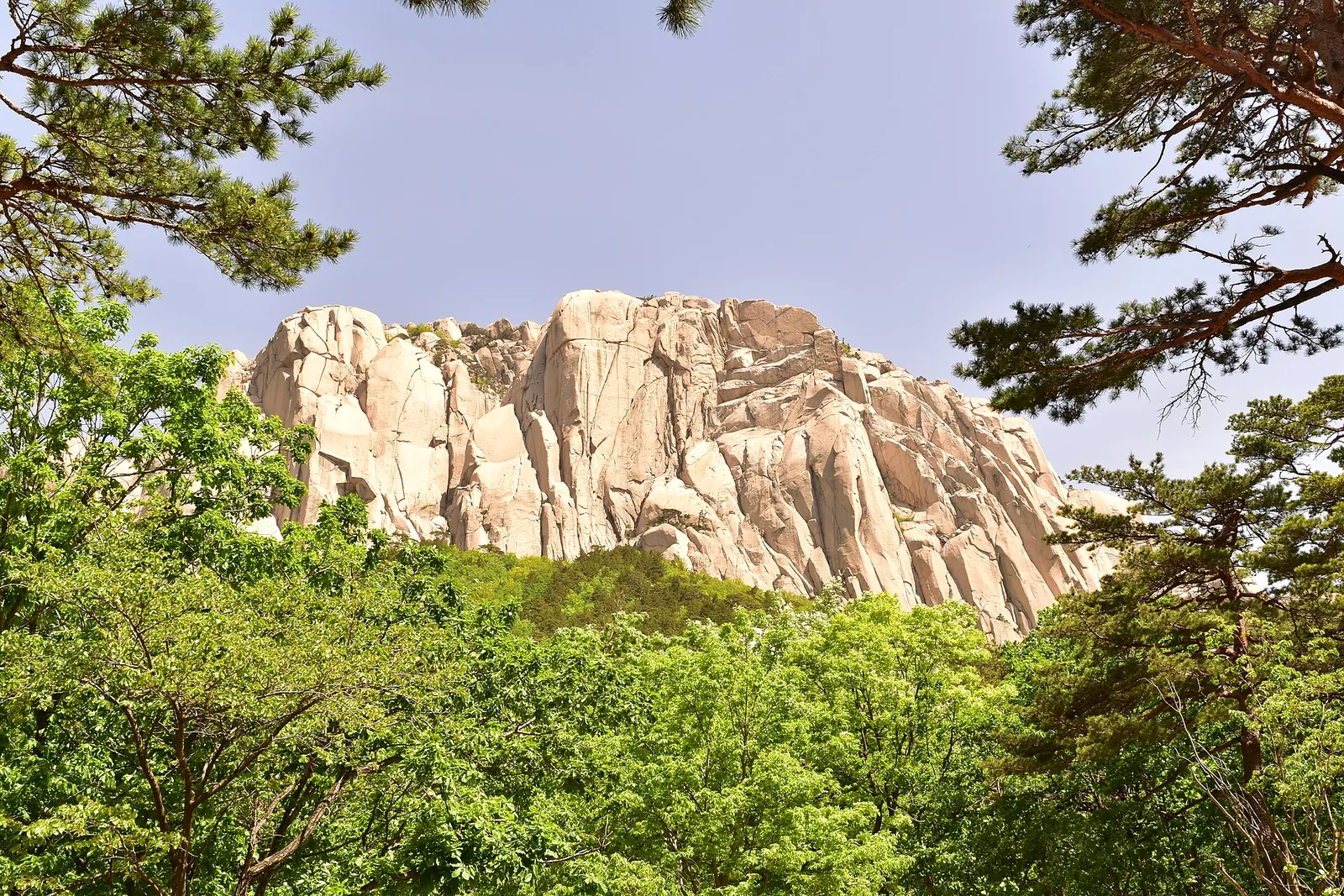 Pale granite cliffs of Ulsanbawi in Seoraksan National Park rising above green forest, framed by pine branches