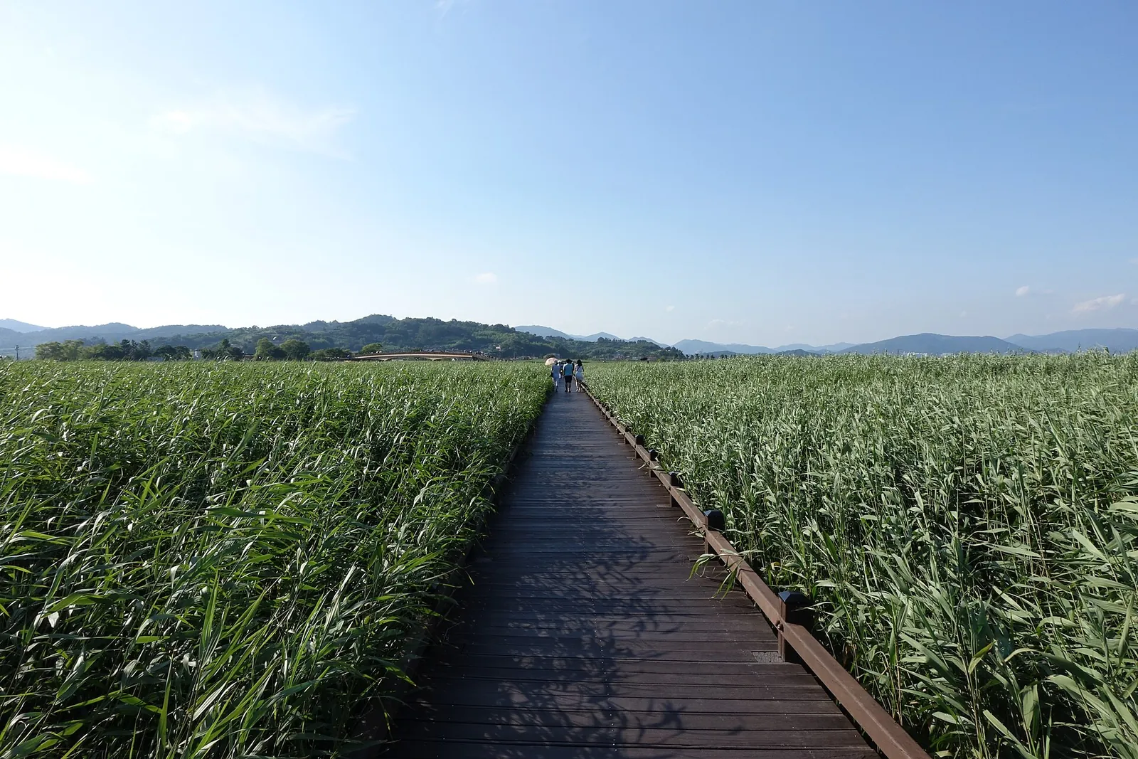 A wooden boardwalk running straight through tall green reeds under a blue sky at Suncheon Bay Wetland Reserve
