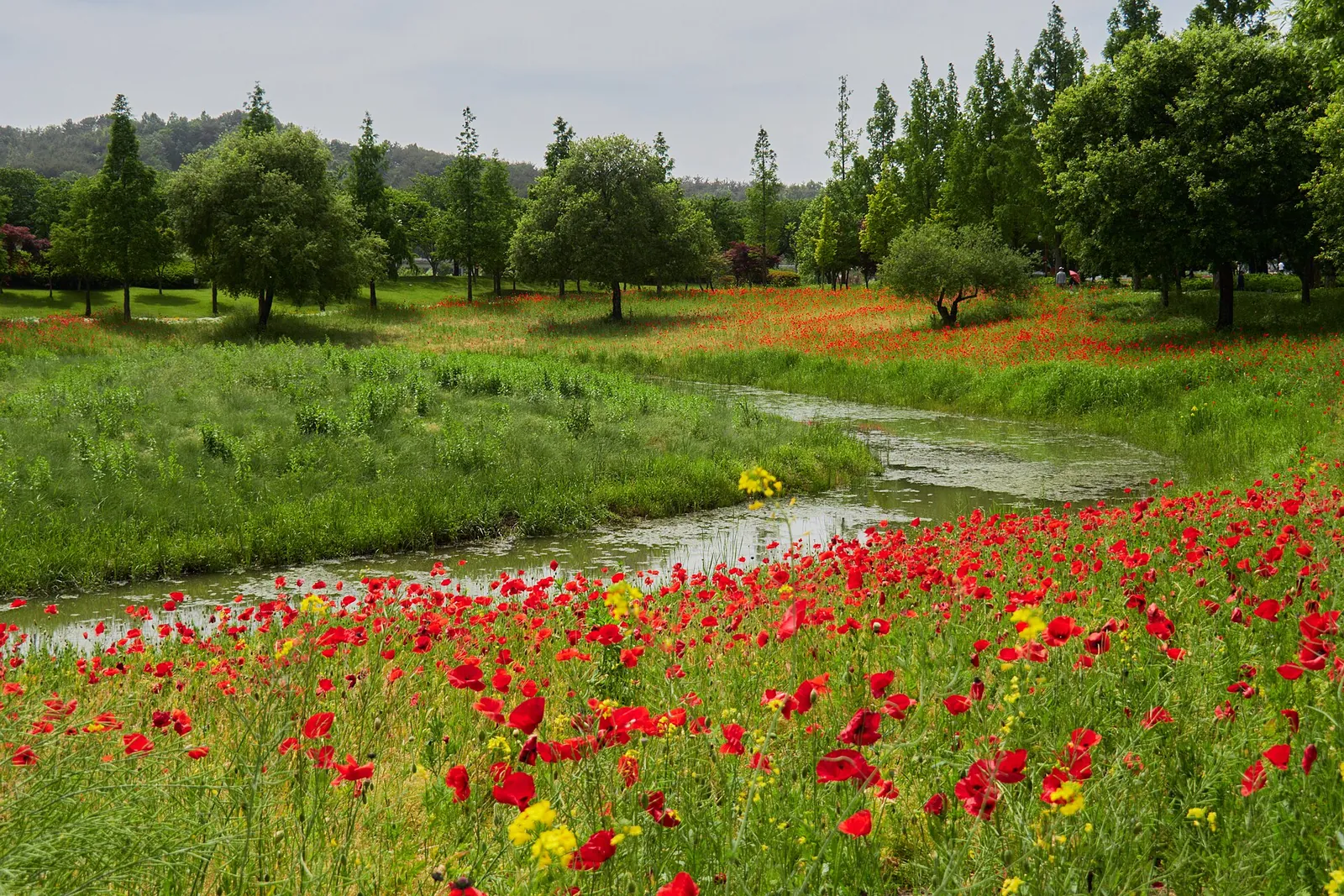 Red poppies and wildflowers along a small winding stream in Suncheonman Bay National Garden