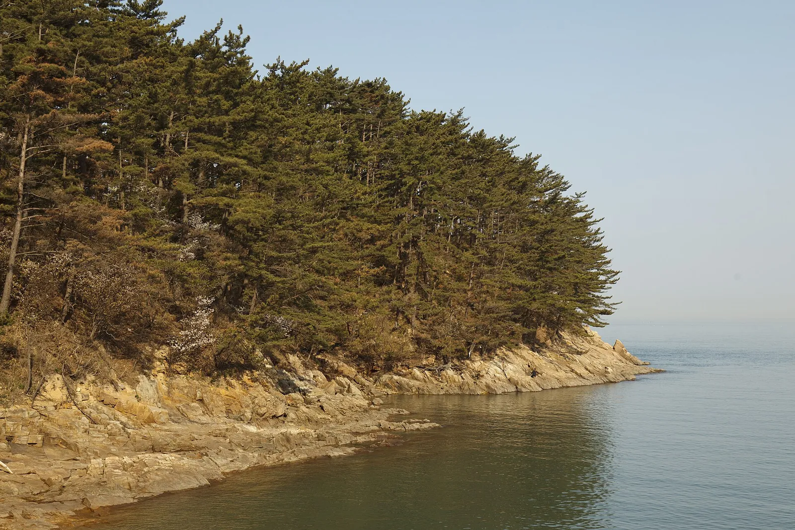 A headland of pine trees and rocks above a calm bay at Mallipo