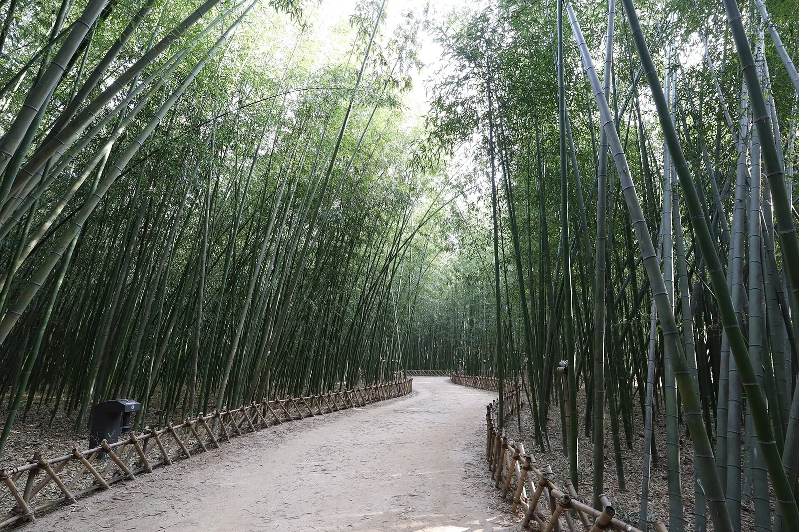 A gravel path between tall bamboo in the Simni bamboo grove of Taehwagang National Garden, Ulsan