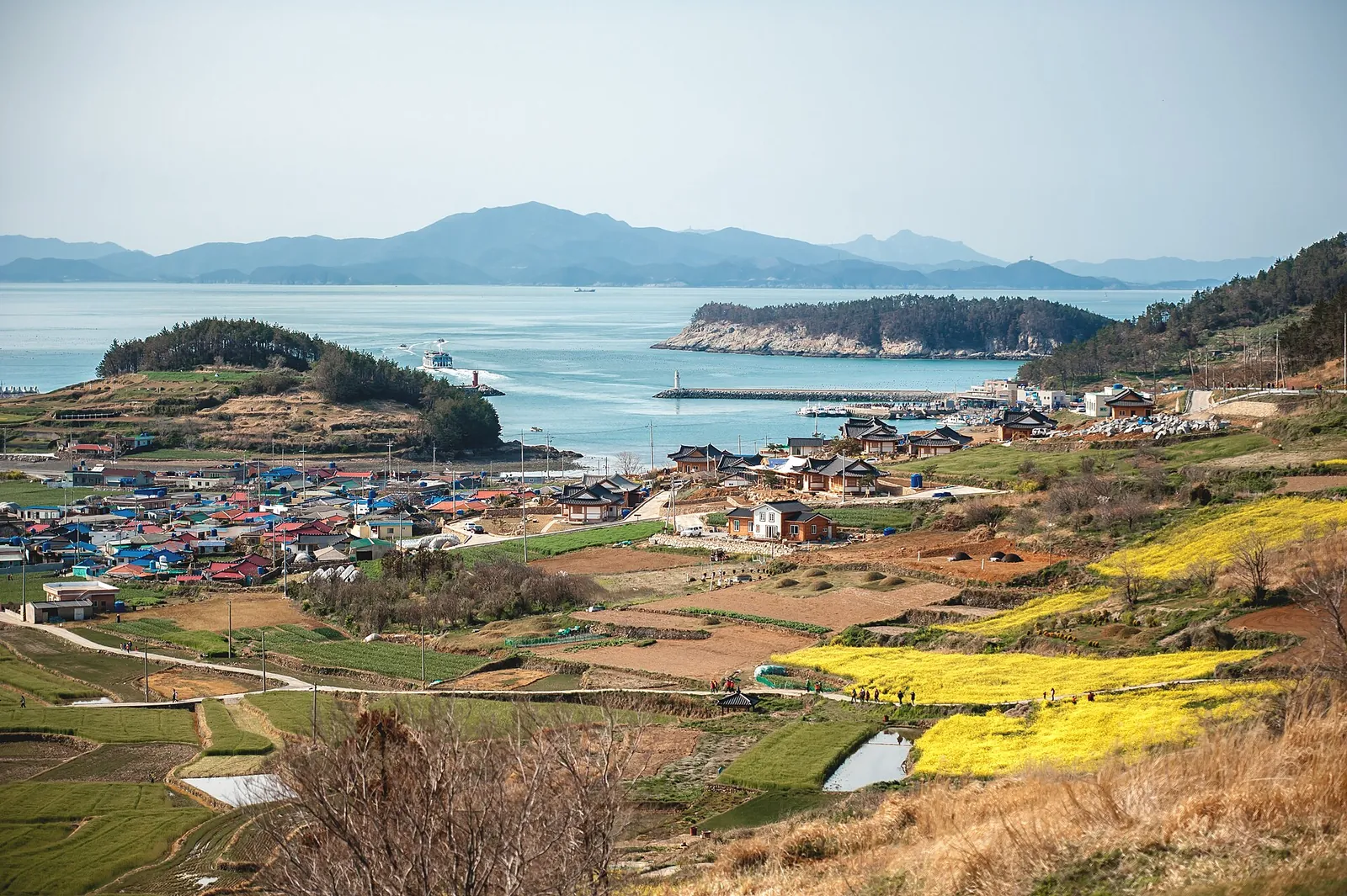 Spring on Cheongsando: yellow canola fields and terraced plots above a village and bay, with islands on the horizon