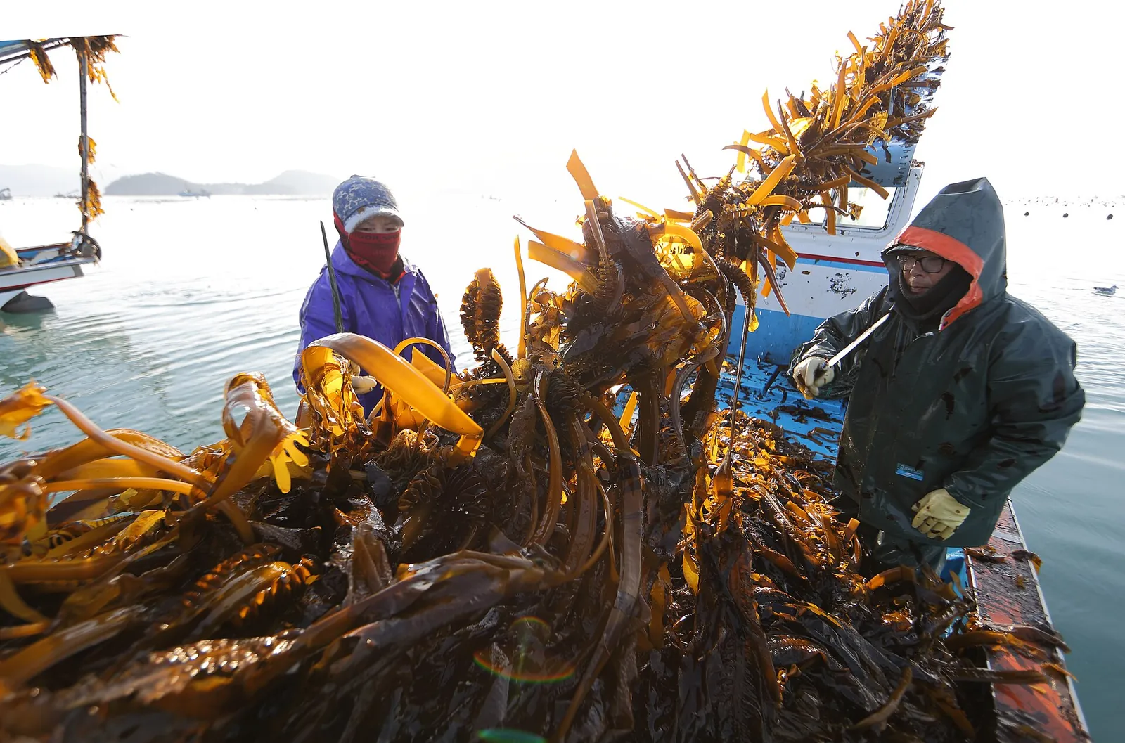 Two workers in waterproofs hauling a large load of brown seaweed onto a boat off Wando