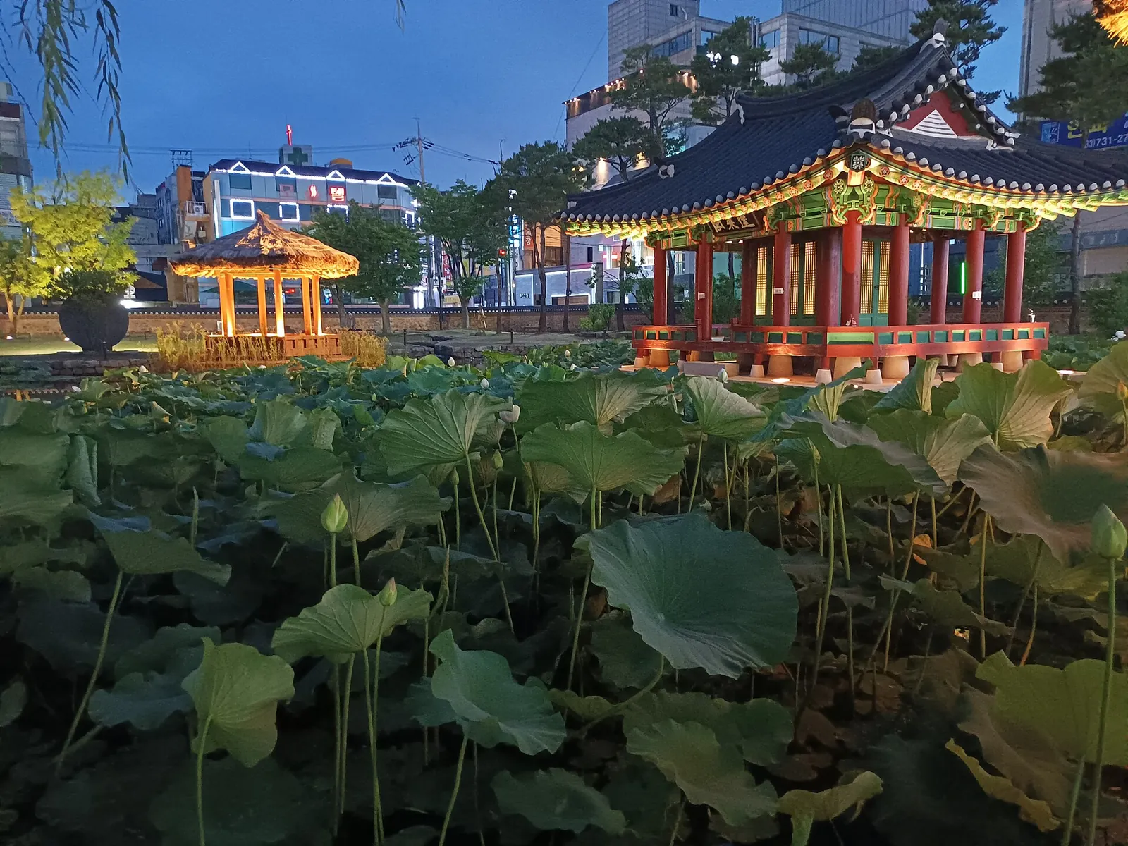 Restored Joseon-era pavilions of Gangwon Gamyeong lit up at dusk behind a lotus pond