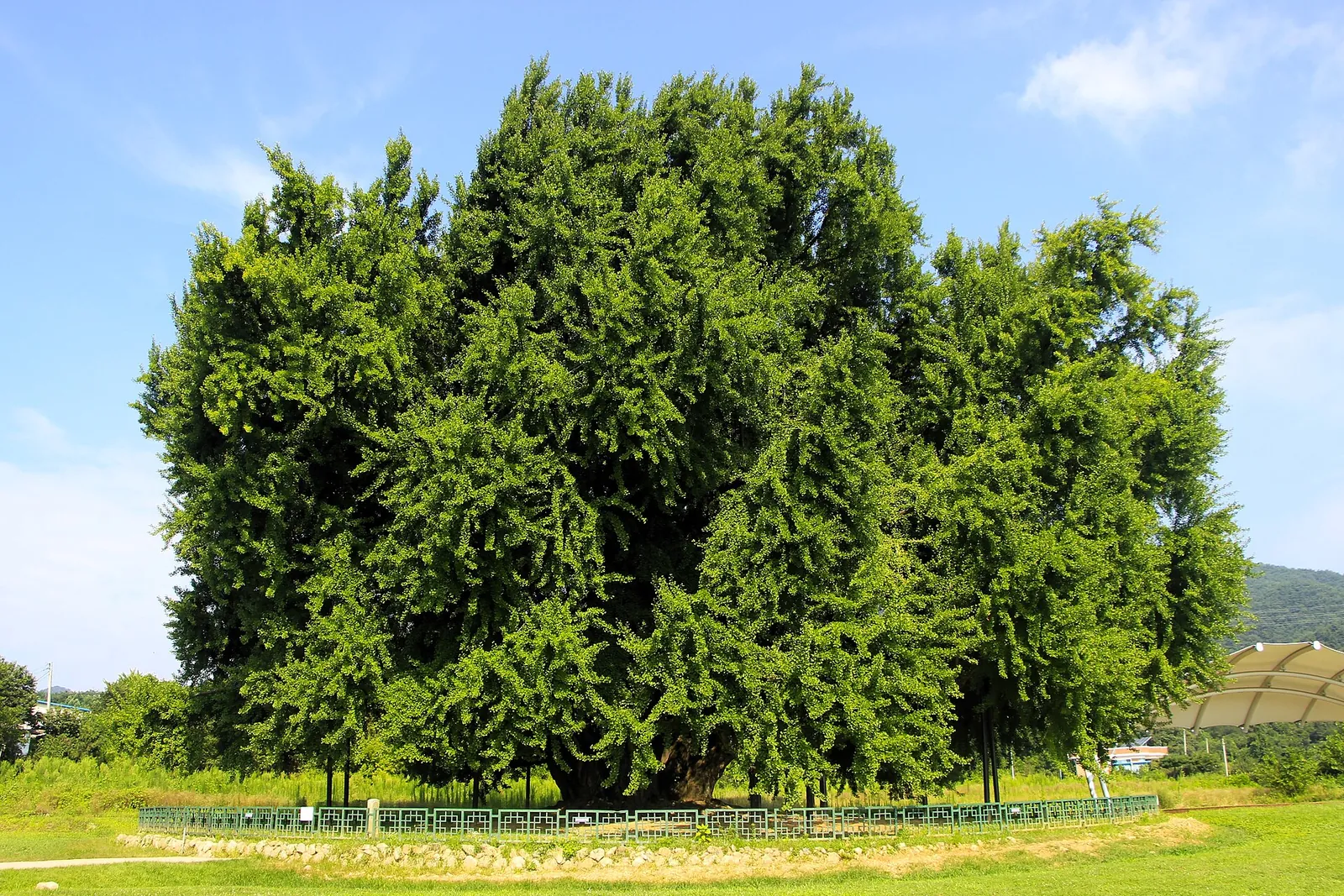A huge, dense ginkgo tree in full summer green standing alone in a fenced field