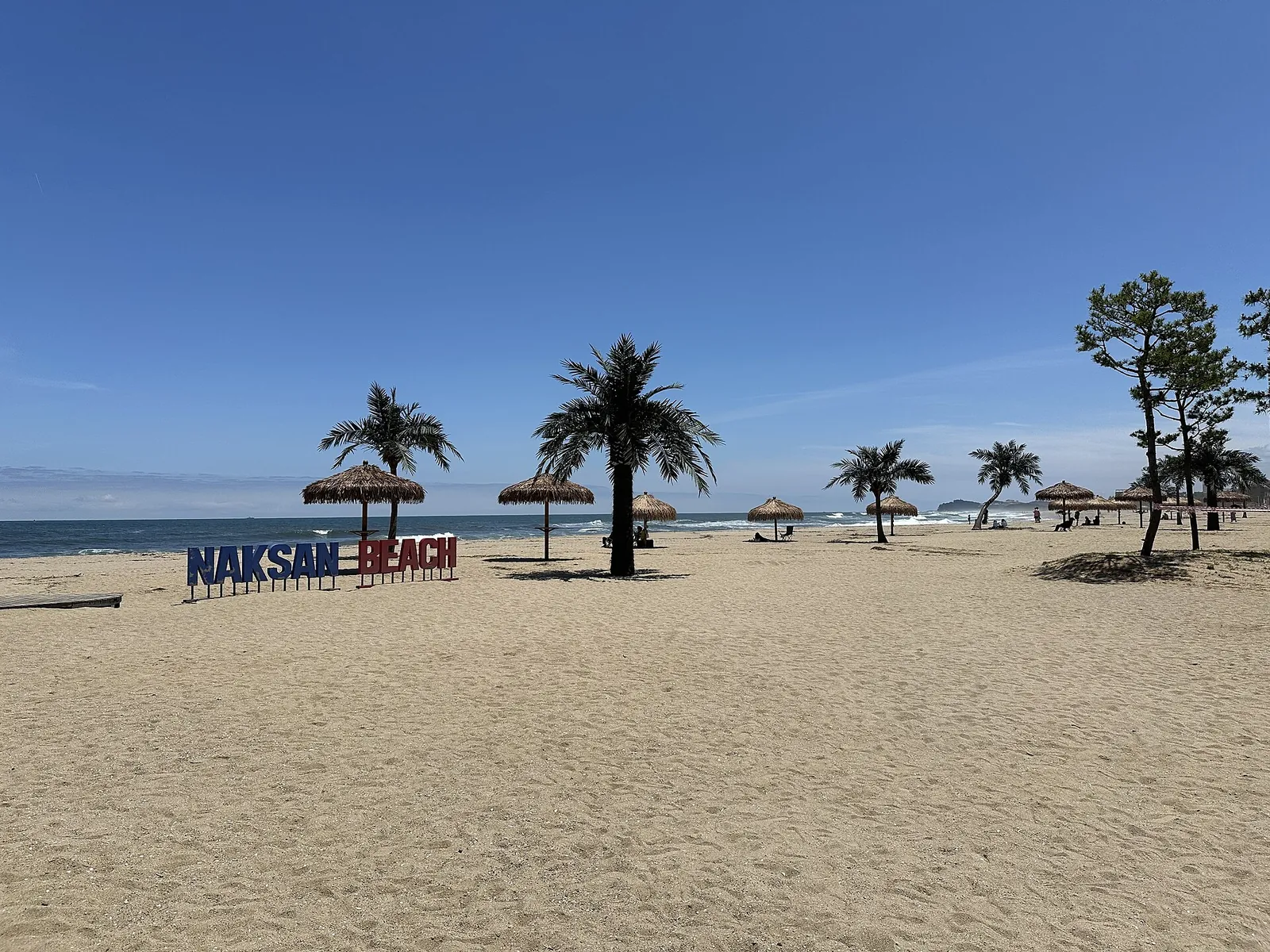 Wide sandy Naksan Beach under a clear blue sky with palm trees and straw parasols