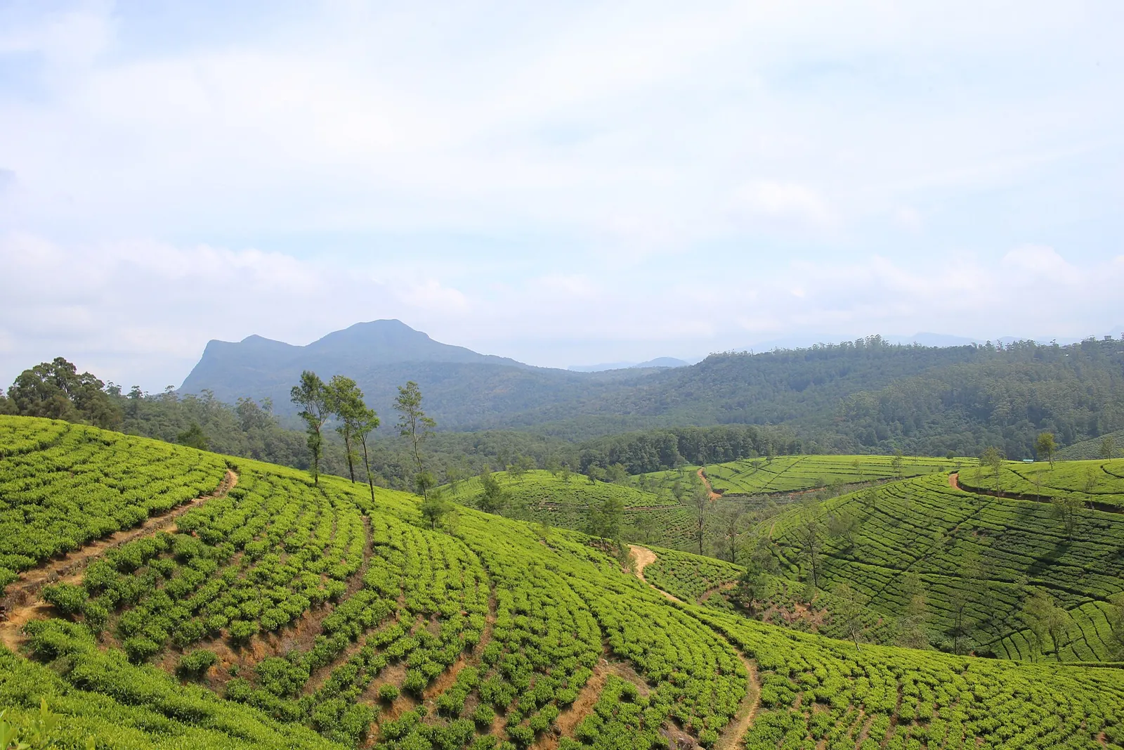 Rânduri în terase de arbuști de ceai pe un deal verde lângă Nuwara Eliya, sub un cer palid