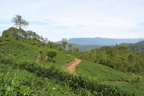 Teplanter på en bakkeskråning på Dambatenne-plantagen nær Haputale, Sri Lanka, under en blå himmel