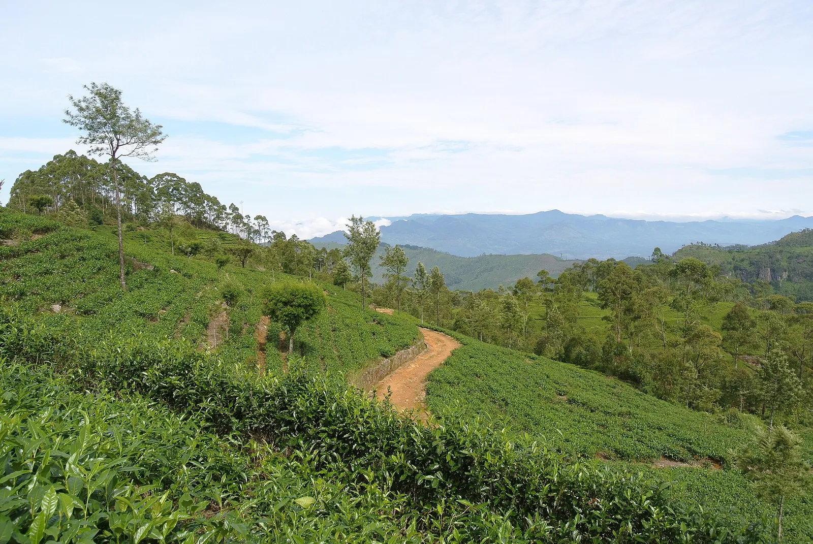 Teesträucher an einem Hang der Plantage Dambatenne bei Haputale, Sri Lanka, unter blauem Himmel
