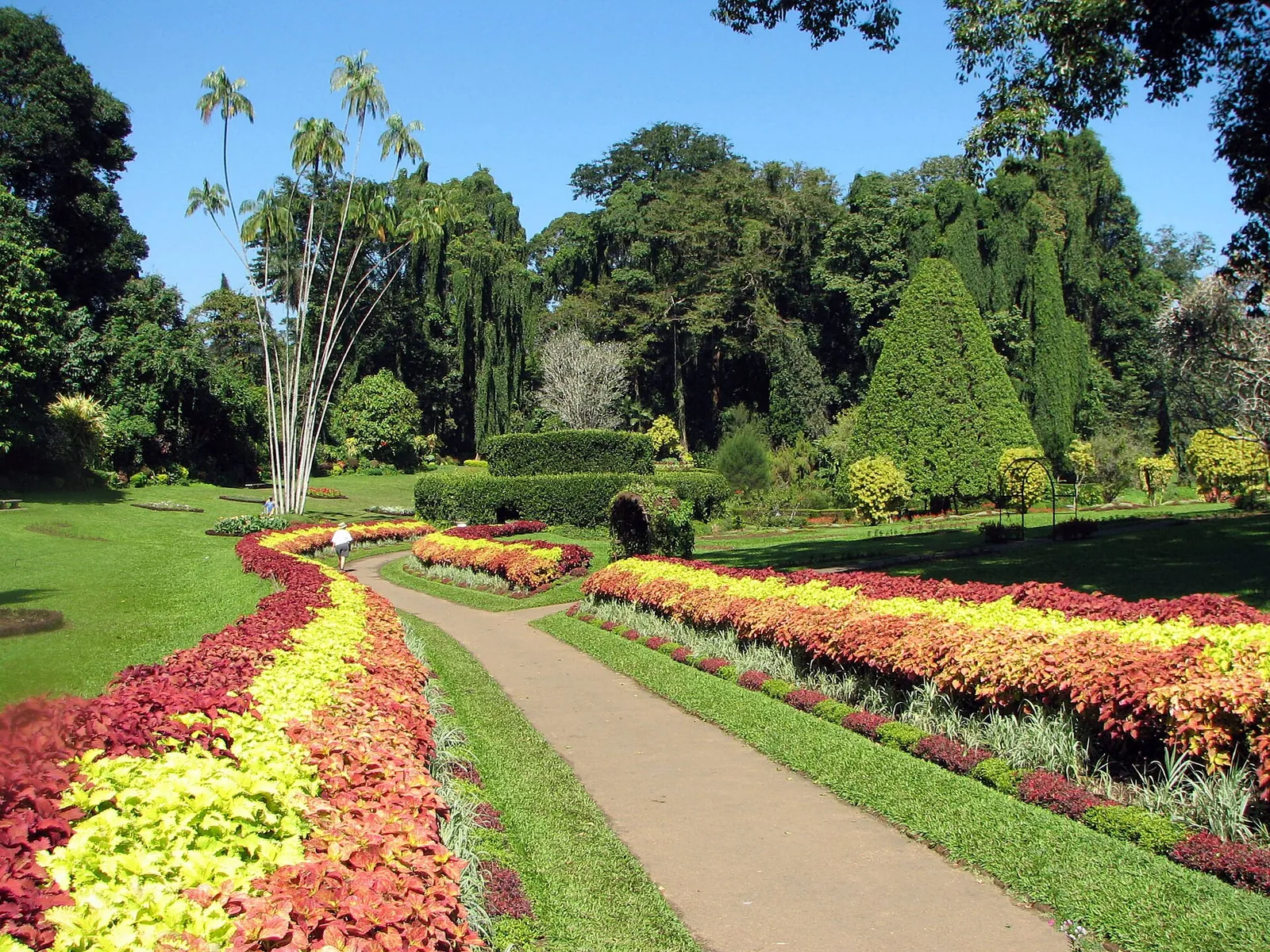En sti mellem bede med rødt og gult løv i de Kongelige Botaniske Haver i Peradeniya