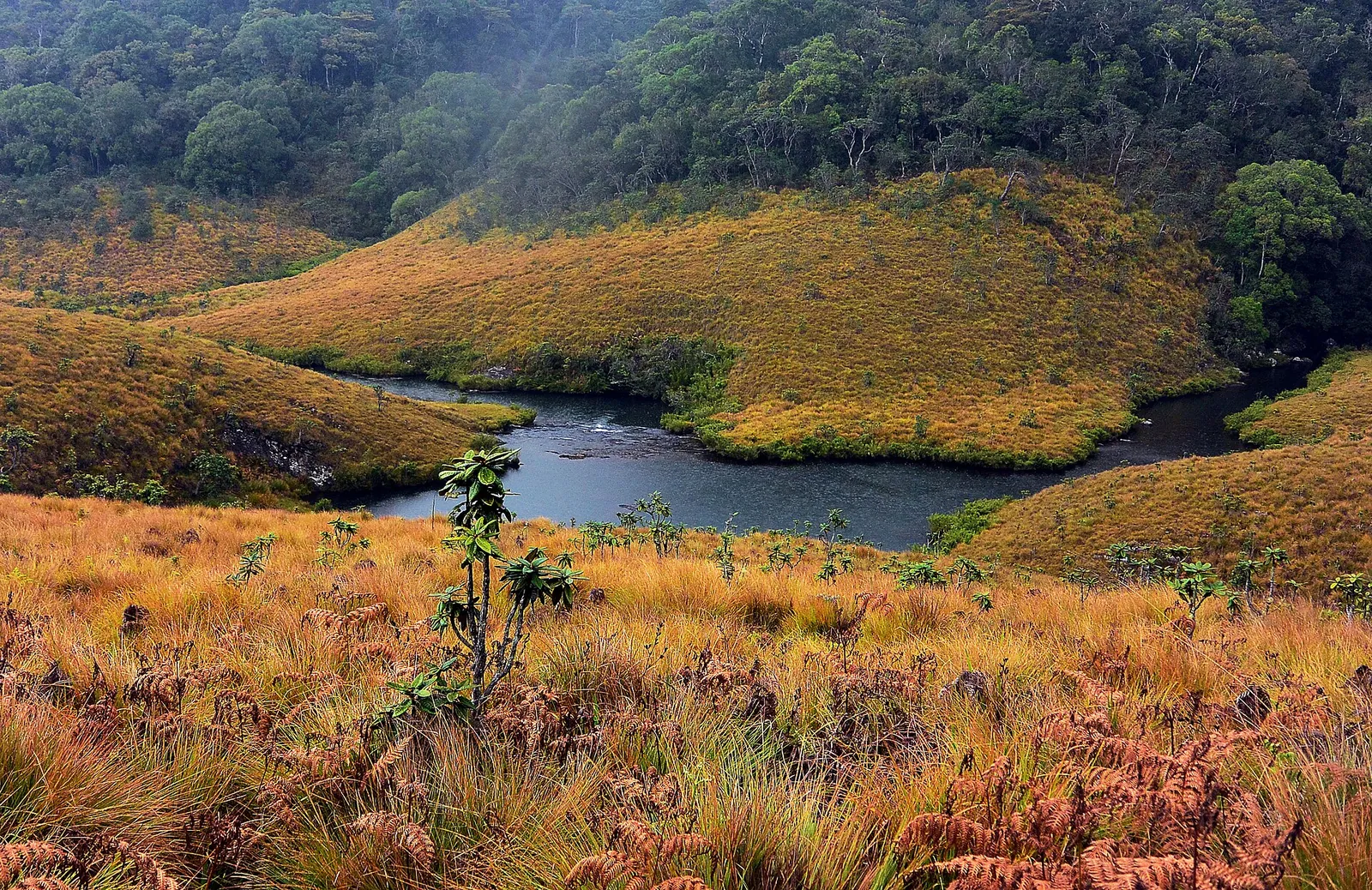 Strumień wijący się przez złociste trawiaste równiny Horton Plains