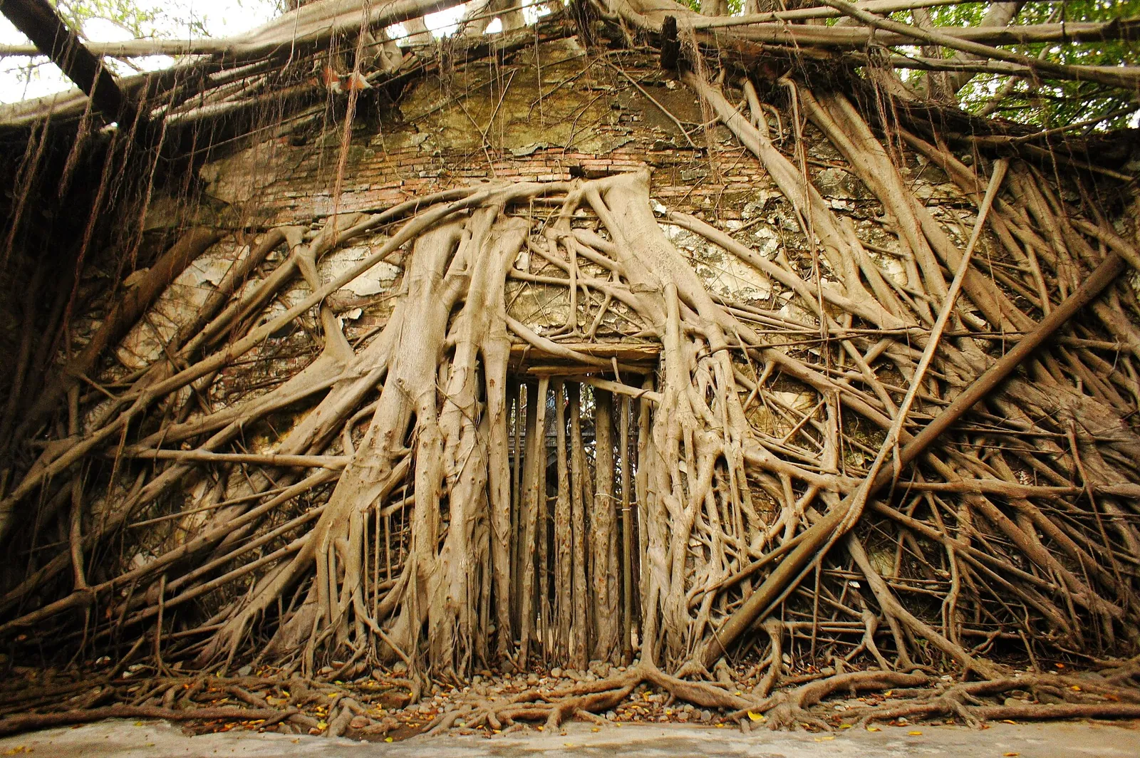Banyánové kořeny pokrývající stěny Anping Tree House