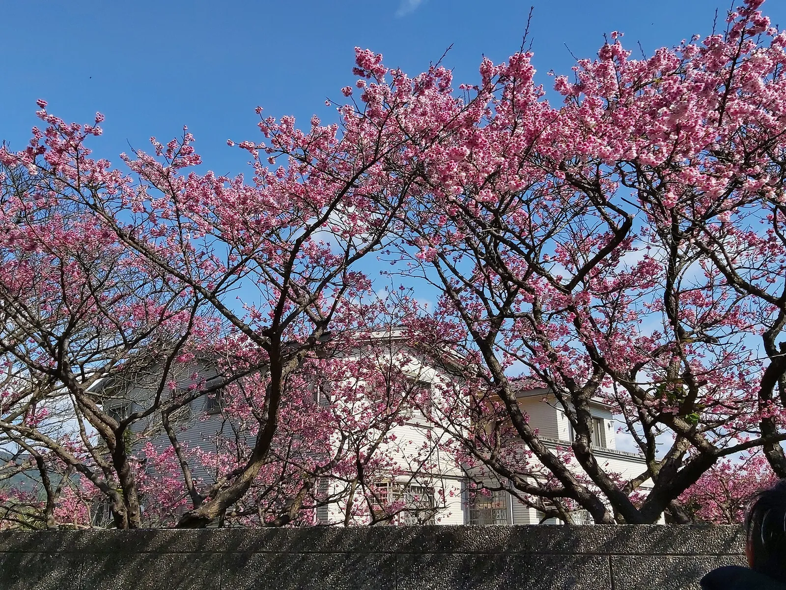 Flores rosadas de cerezo ante un cielo azul en Pingjing Street