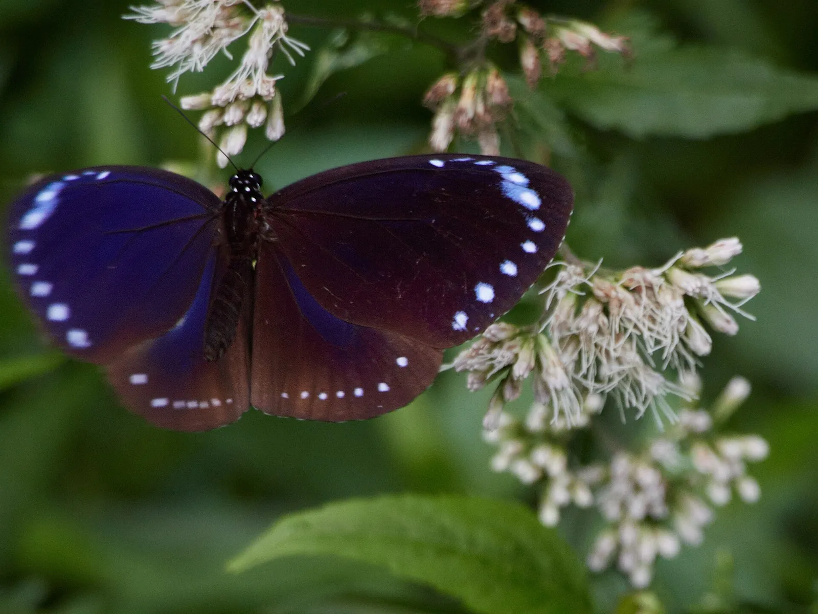 Una mariposa oscura posada sobre flores blancas en Maolin