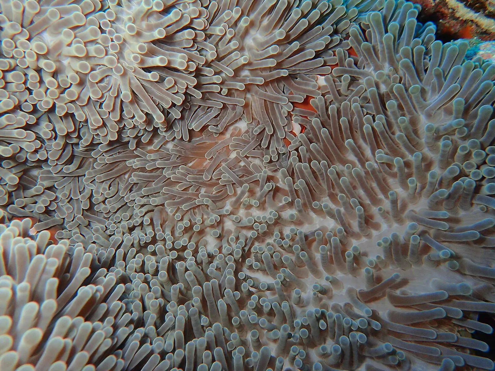 Ein Clownfisch zwischen Anemonententakeln vor Green Island