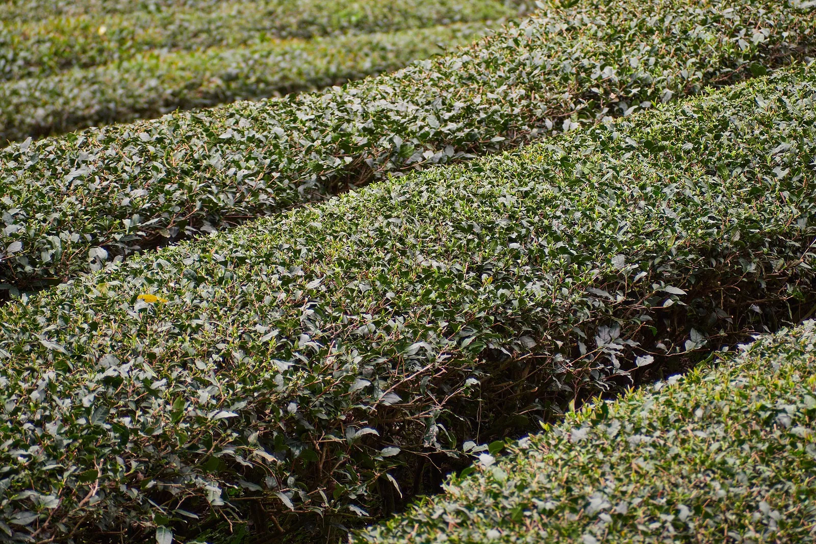 Reihen von Teesträuchern in Maokong