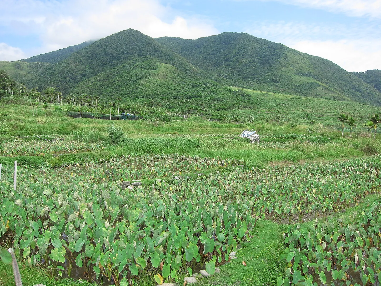Campos cultivados bajo una montaña boscosa en Orchid Island