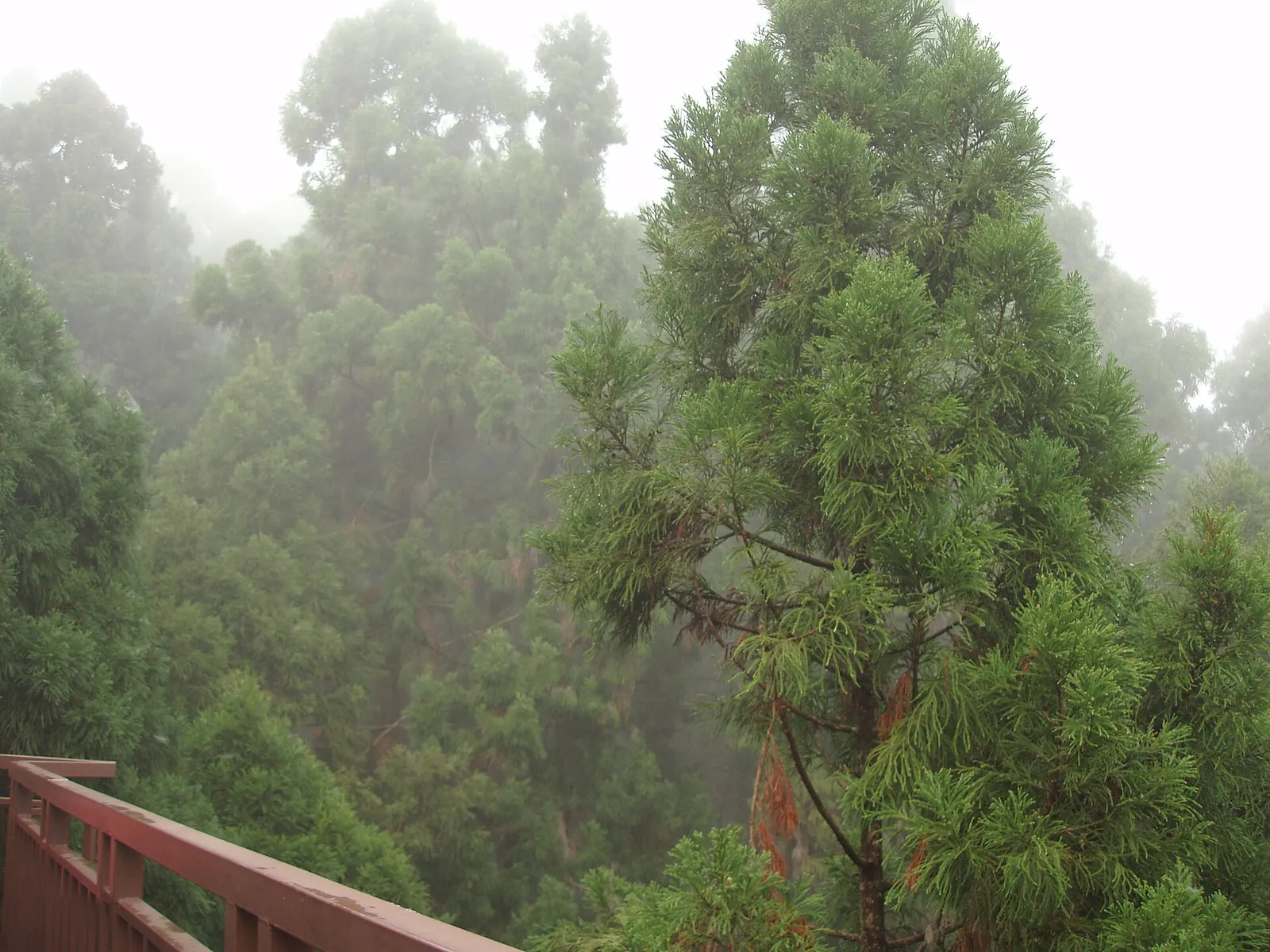 Nebbia tra gli alberi alti nella foresta di Xitou