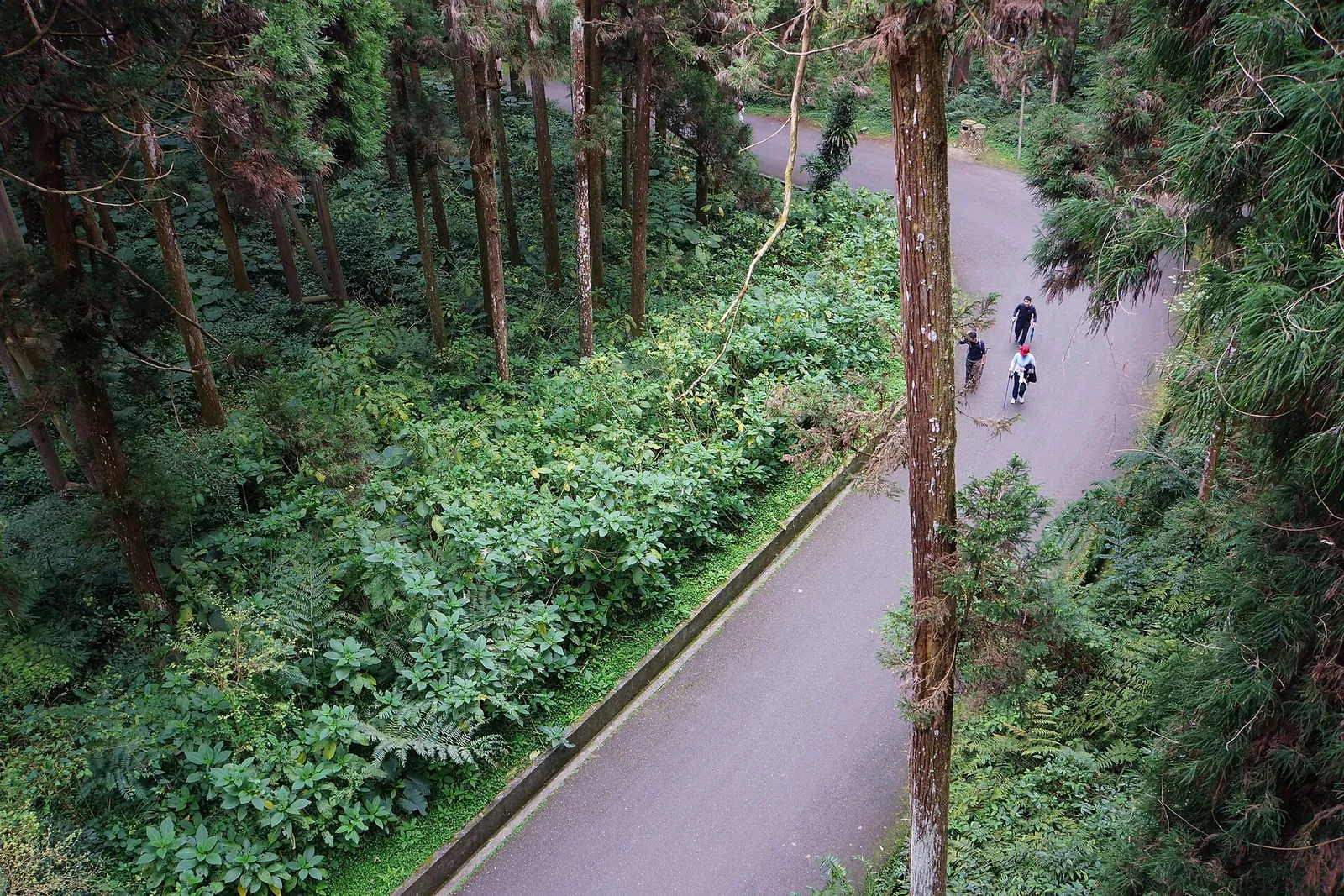 Visitatori a piedi su una strada forestale a Xitou