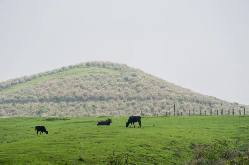 Gado numa encosta verde de Yangmingshan