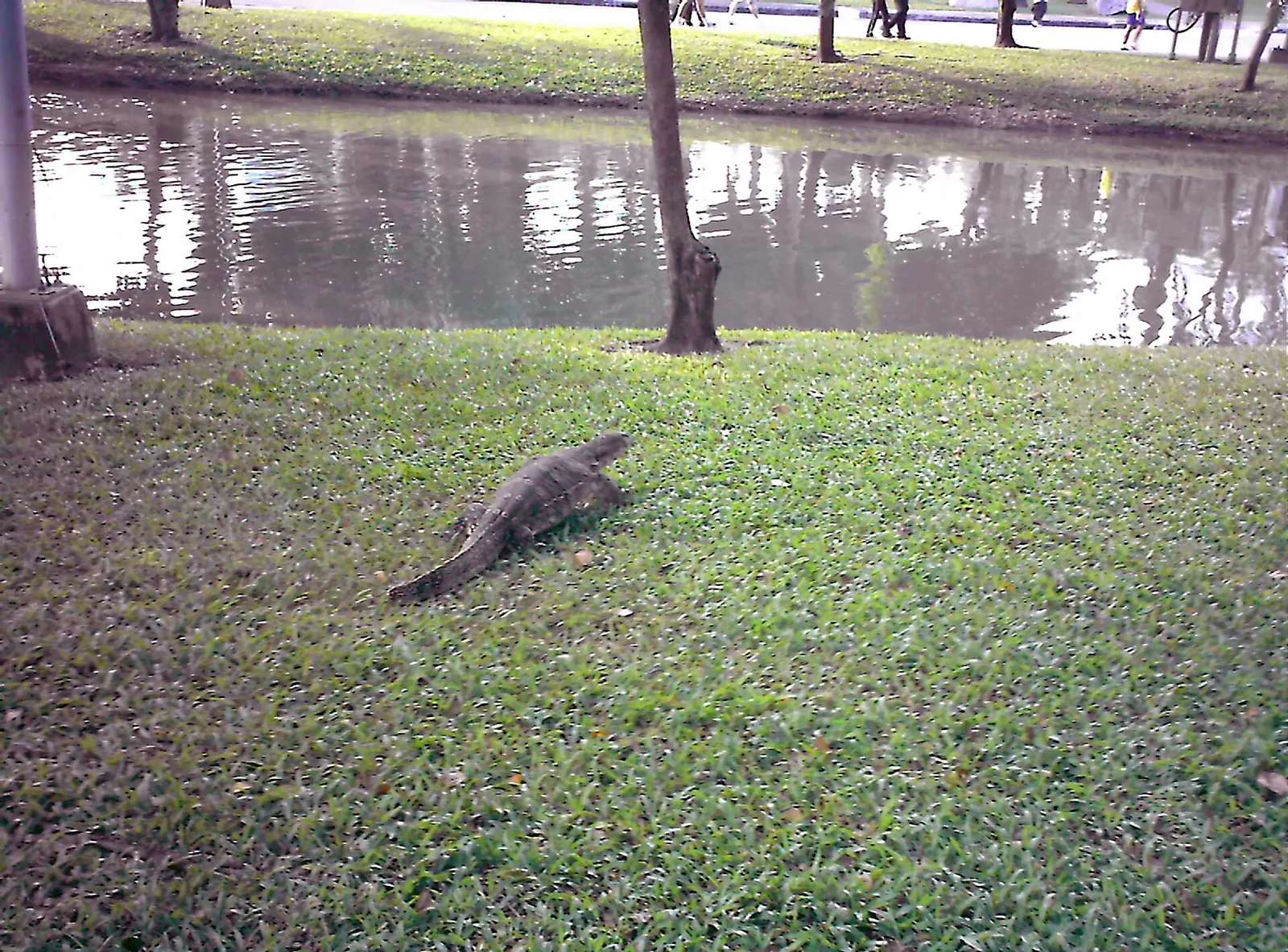 Un lagarto monitor junto a un lago en el parque Lumphini de Bangkok