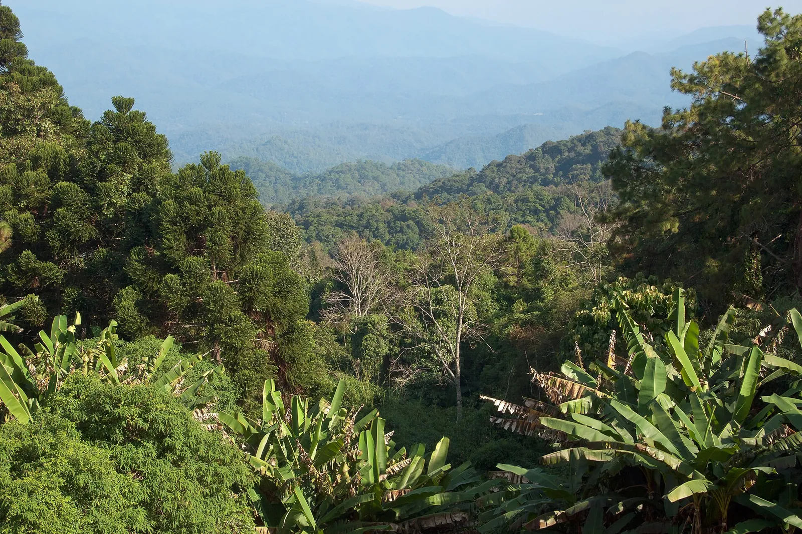 Colinas boscosas de Doi Pui sobre Chiang Mai