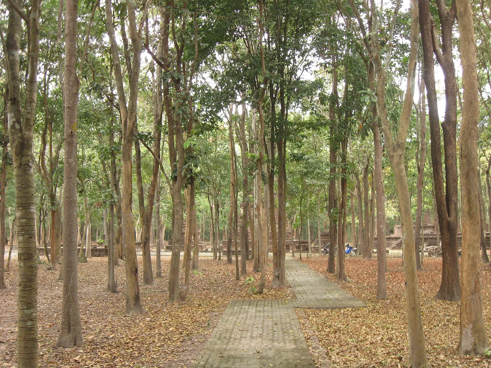A brick path through a forest of tall slender trees past ruined temple bases