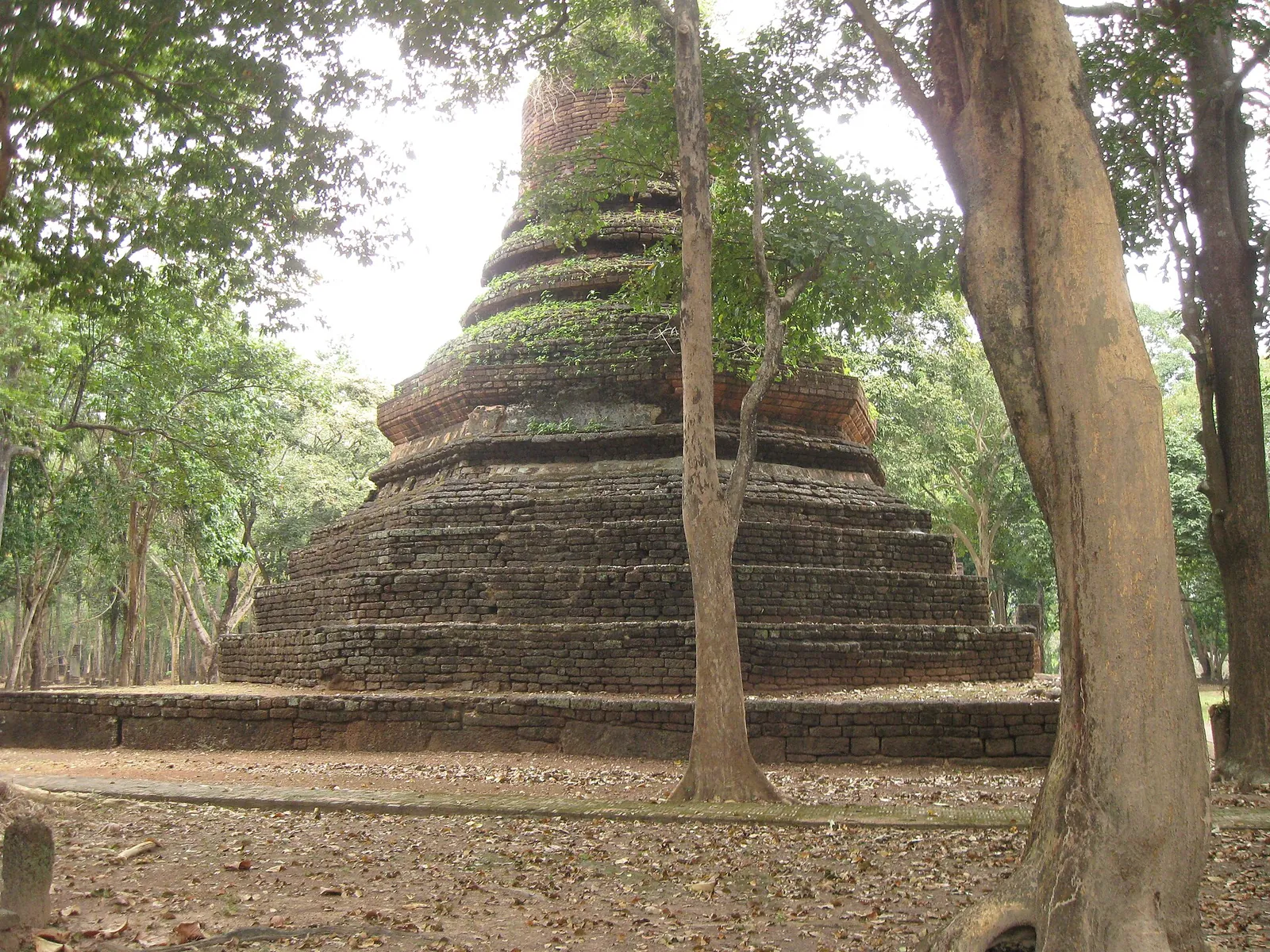 A large stepped laterite chedi among tall trees at Wat Phra Non