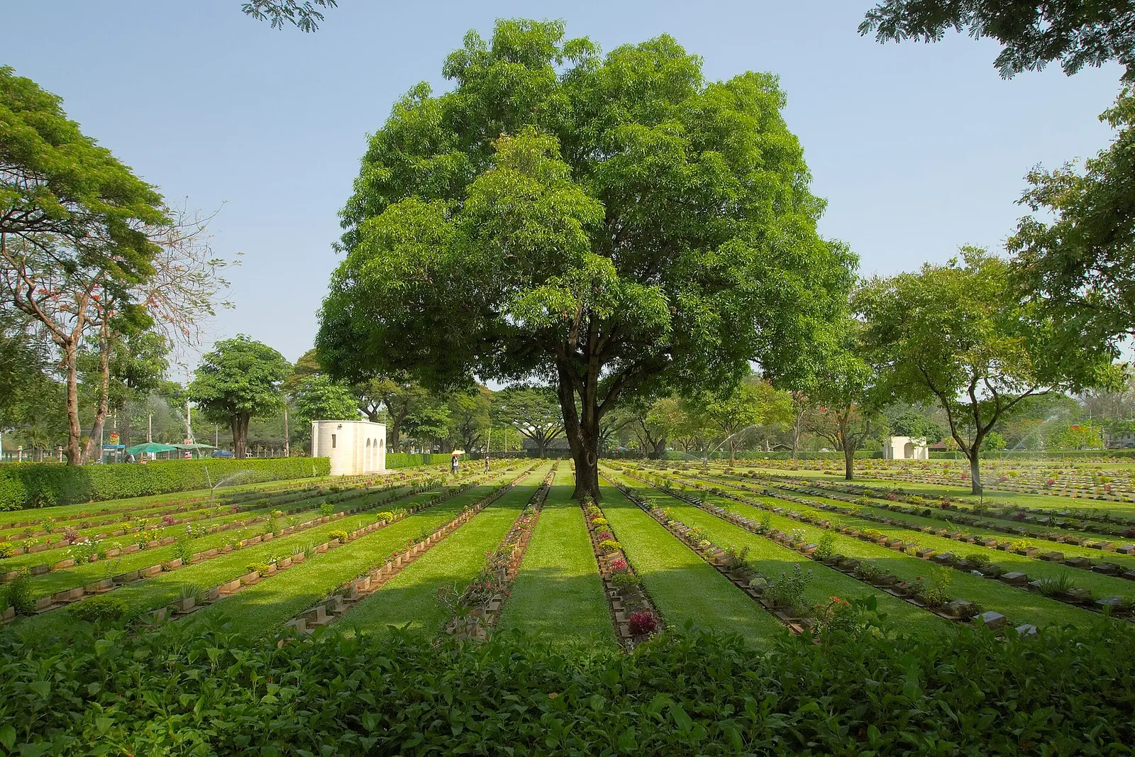 Șiruri de plăci funerare pe peluze verzi sub un copac mare la Kanchanaburi War Cemetery
