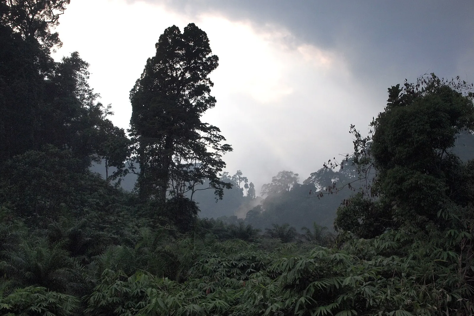 Mist rising over dense forest in Khao Lak – Lam Ru National Park