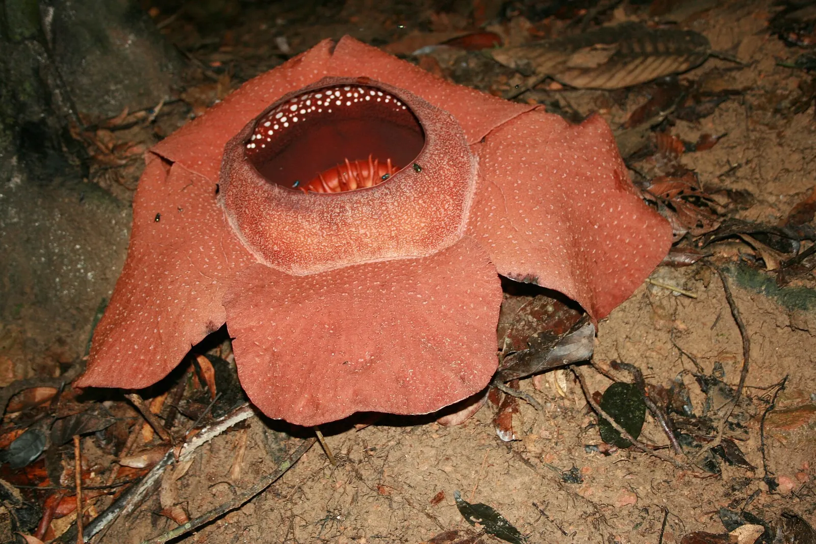 The huge red-and-white speckled flower of Rafflesia kerrii on the forest floor
