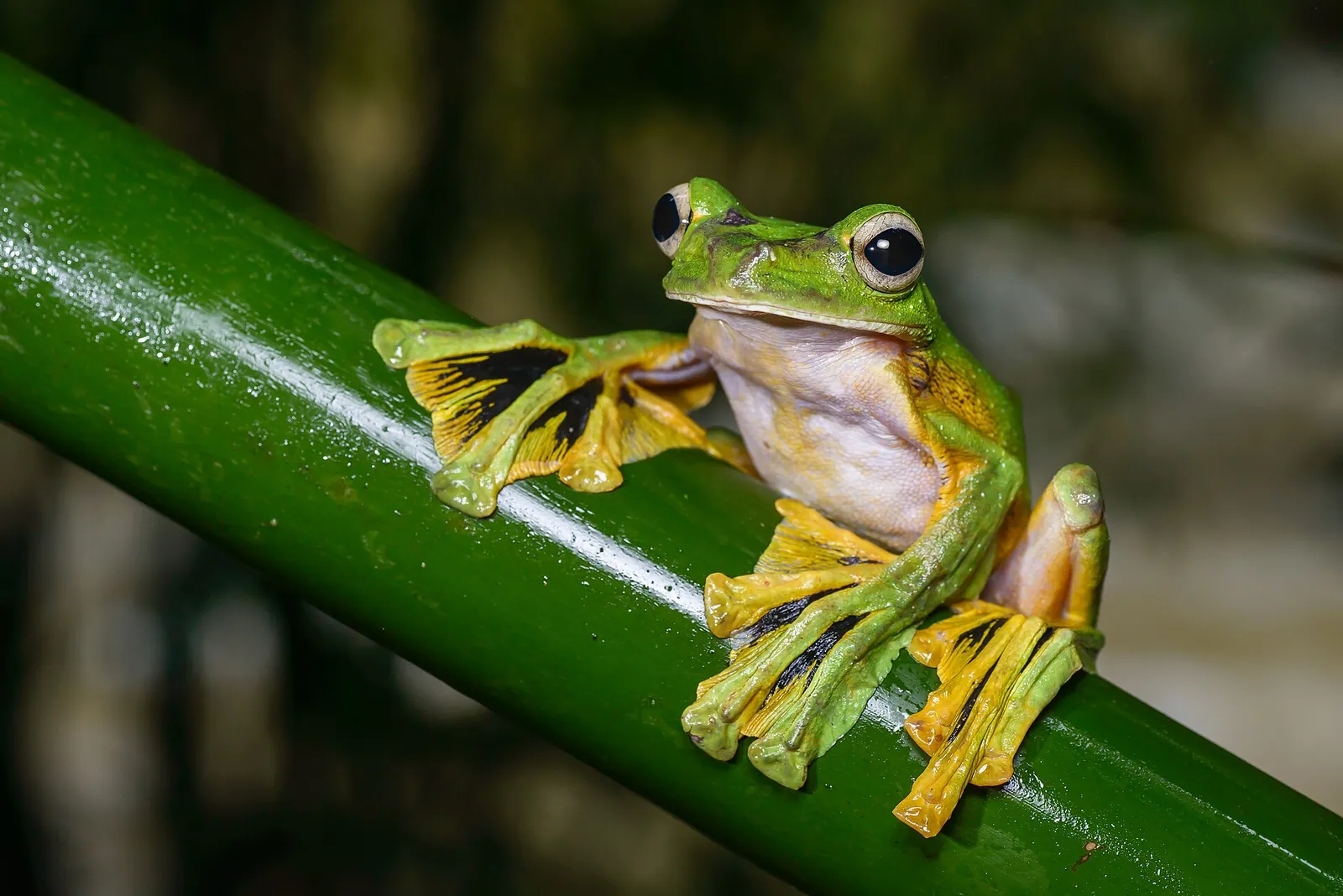 A green Wallace's flying frog with webbed feet clinging to a stem