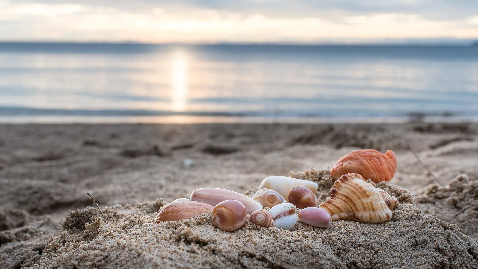 Seashells on a sandy beach with the sun reflecting on the sea