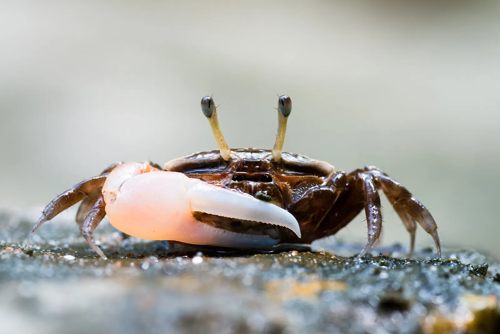 A fiddler crab with one huge white claw on a mudflat in Tarutao National Park