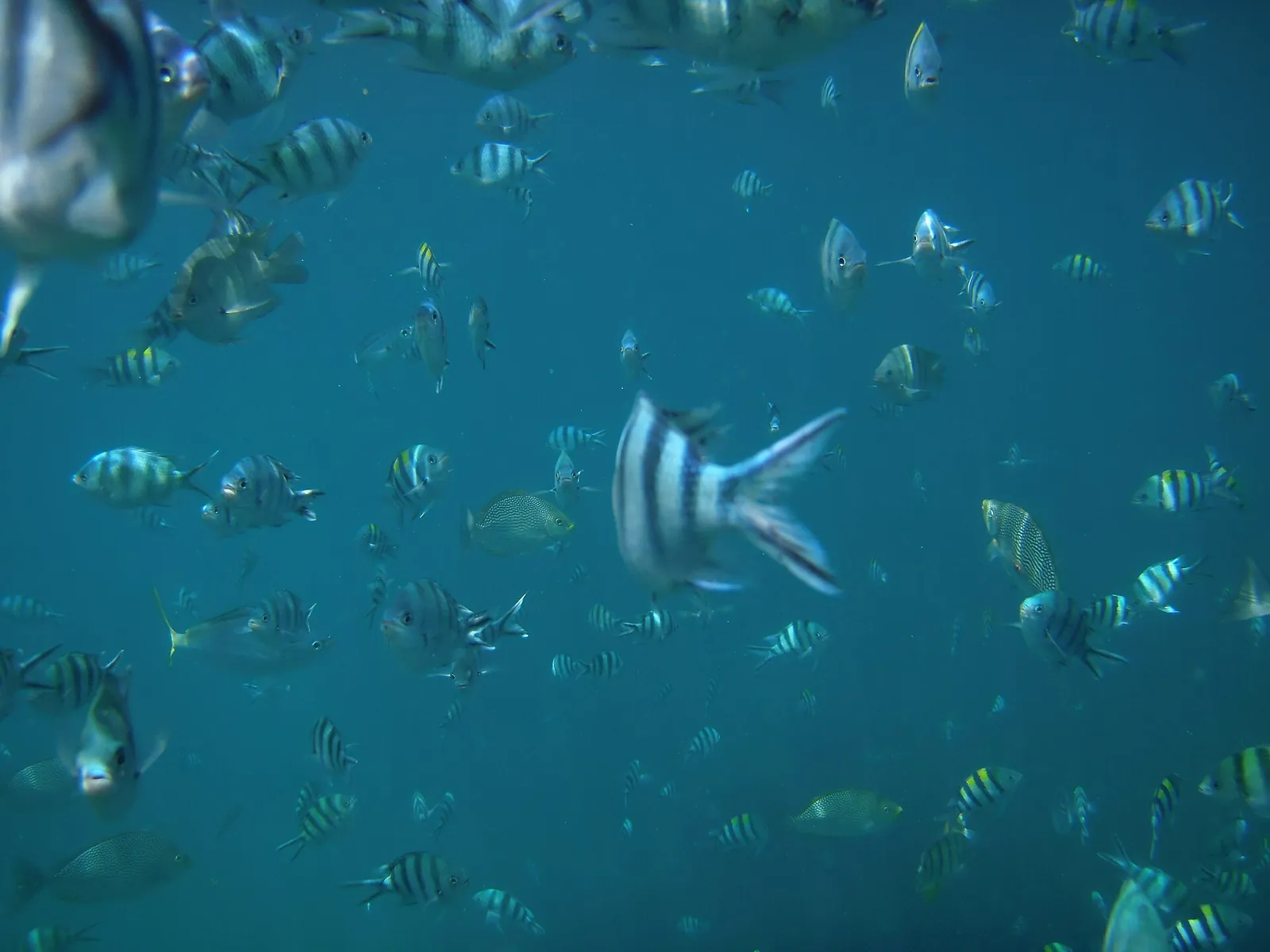 A school of striped sergeant-major fish swimming over a reef off Koh Tao