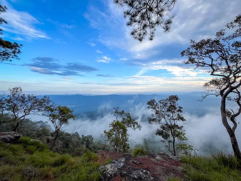Pine trees on a cliff edge above a valley filled with drifting mist at Phu Kradueng