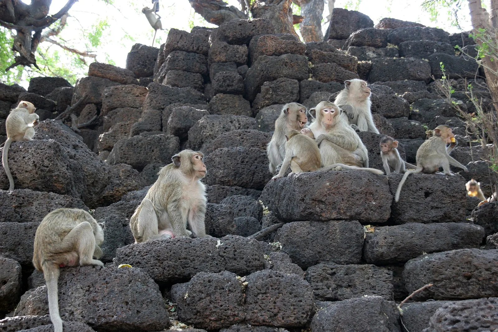 Javaneraffen sitzen auf Steinruinen hinter dem Schrein San Phra Kan in Lopburi