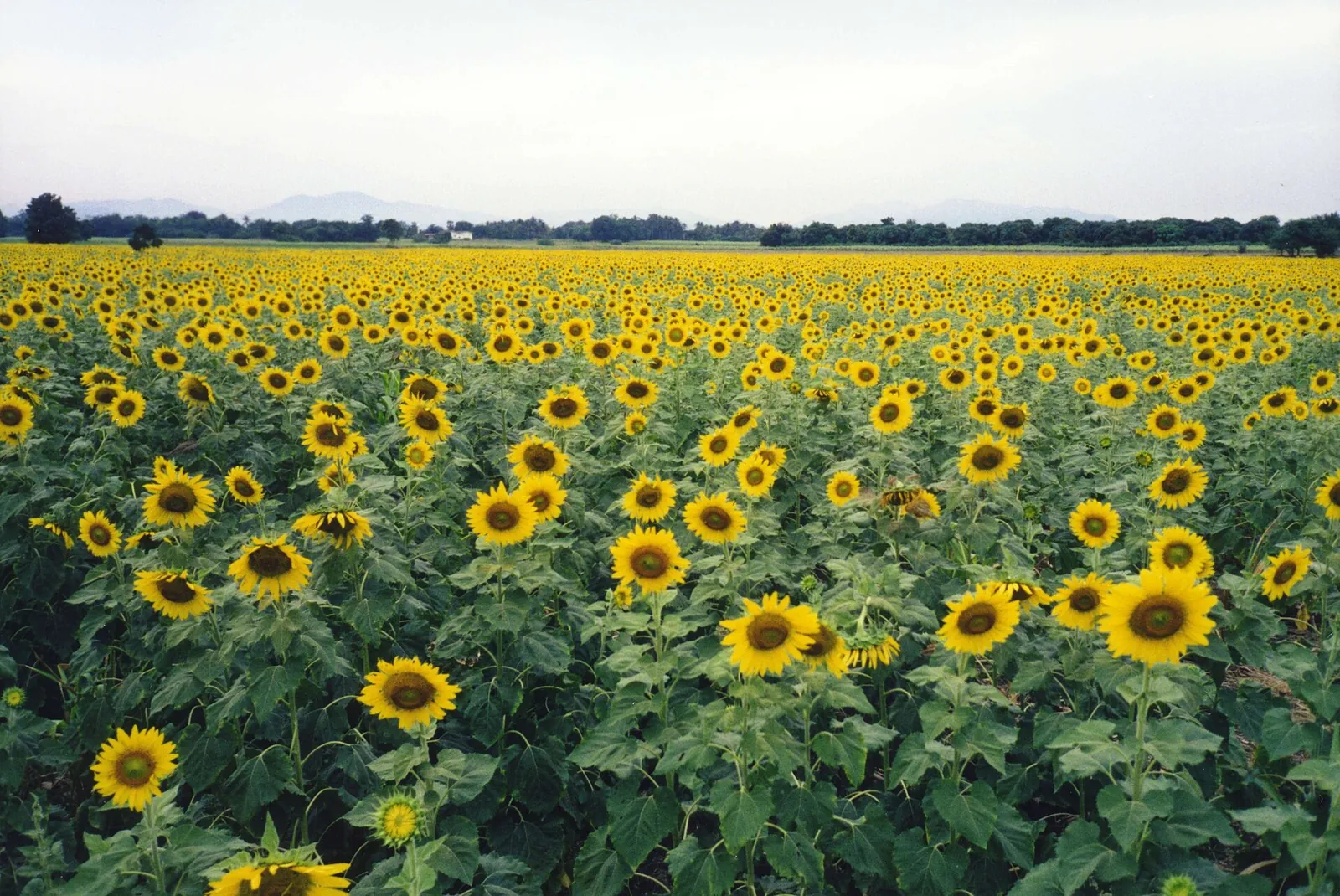 Ein blühendes Sonnenblumenfeld bis zu fernen Hügeln in Phatthana Nikhom, Provinz Lopburi