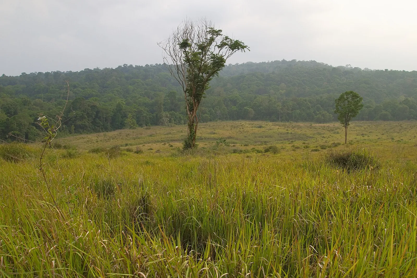 Open tropical grassland with scattered trees and forested hills at Khao Yai