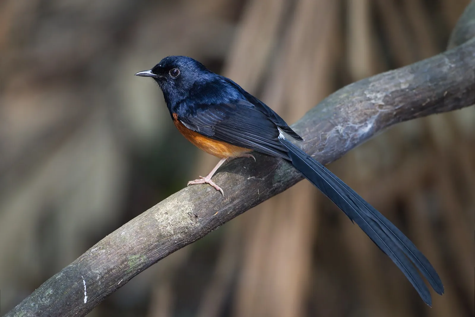 A white-rumped shama with a long tail perched on a branch