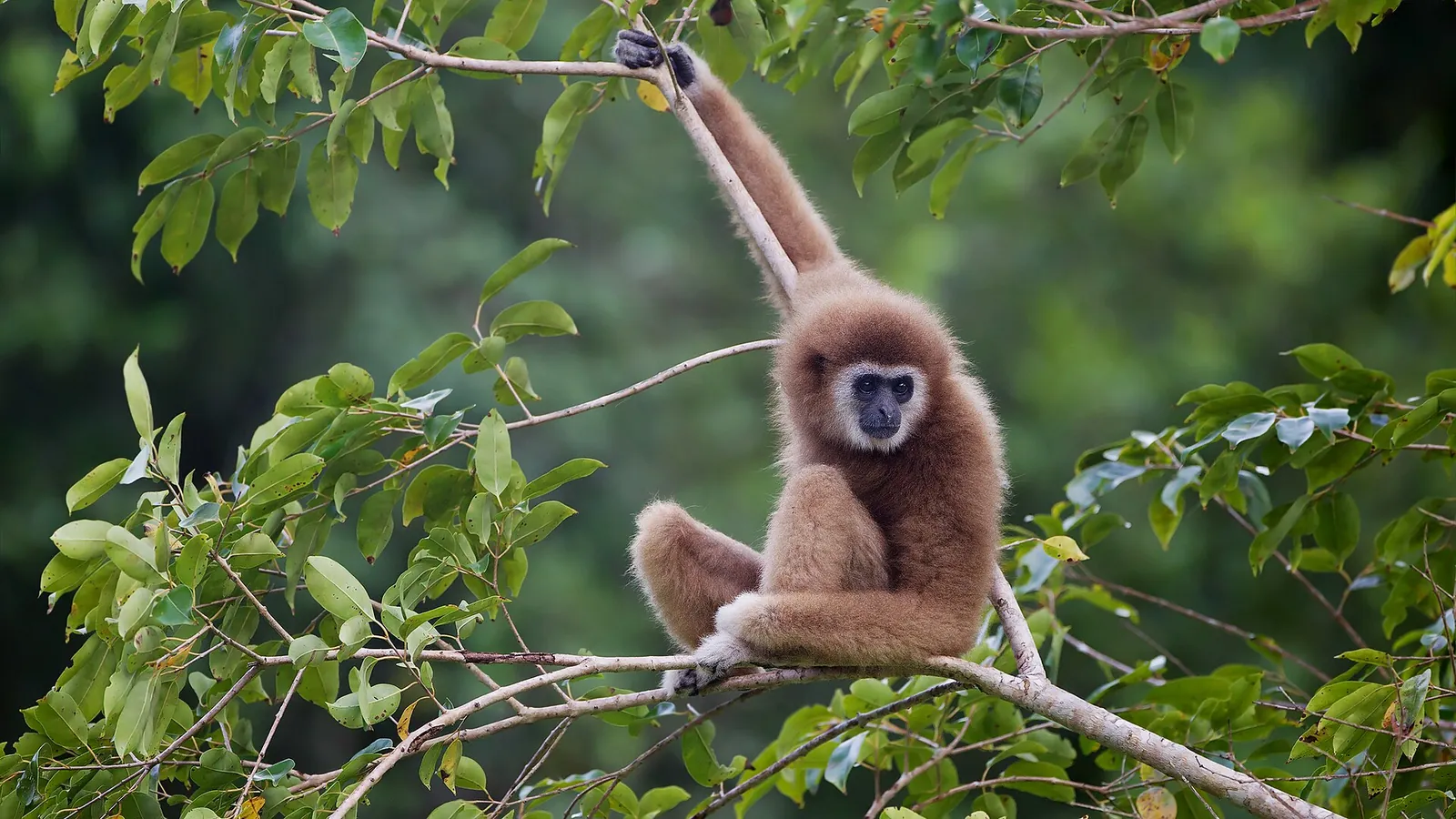 A white-handed gibbon sitting in a tree in Kaeng Krachan National Park