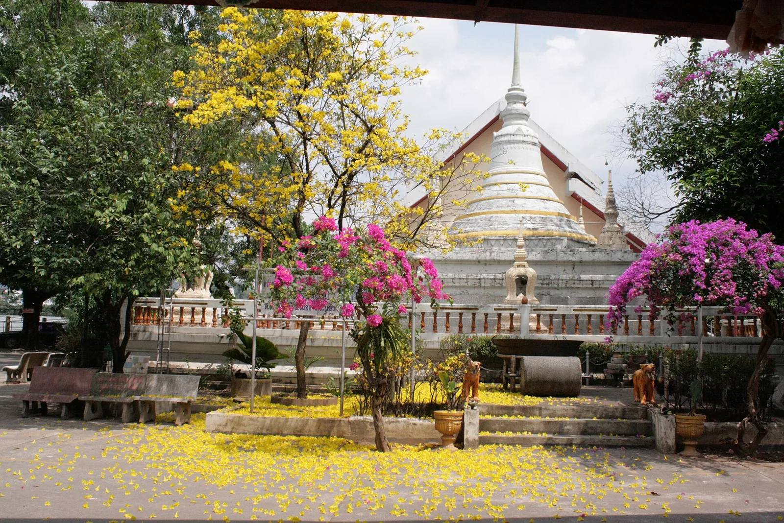 A white chedi framed by flowering trees at a temple in Ranong