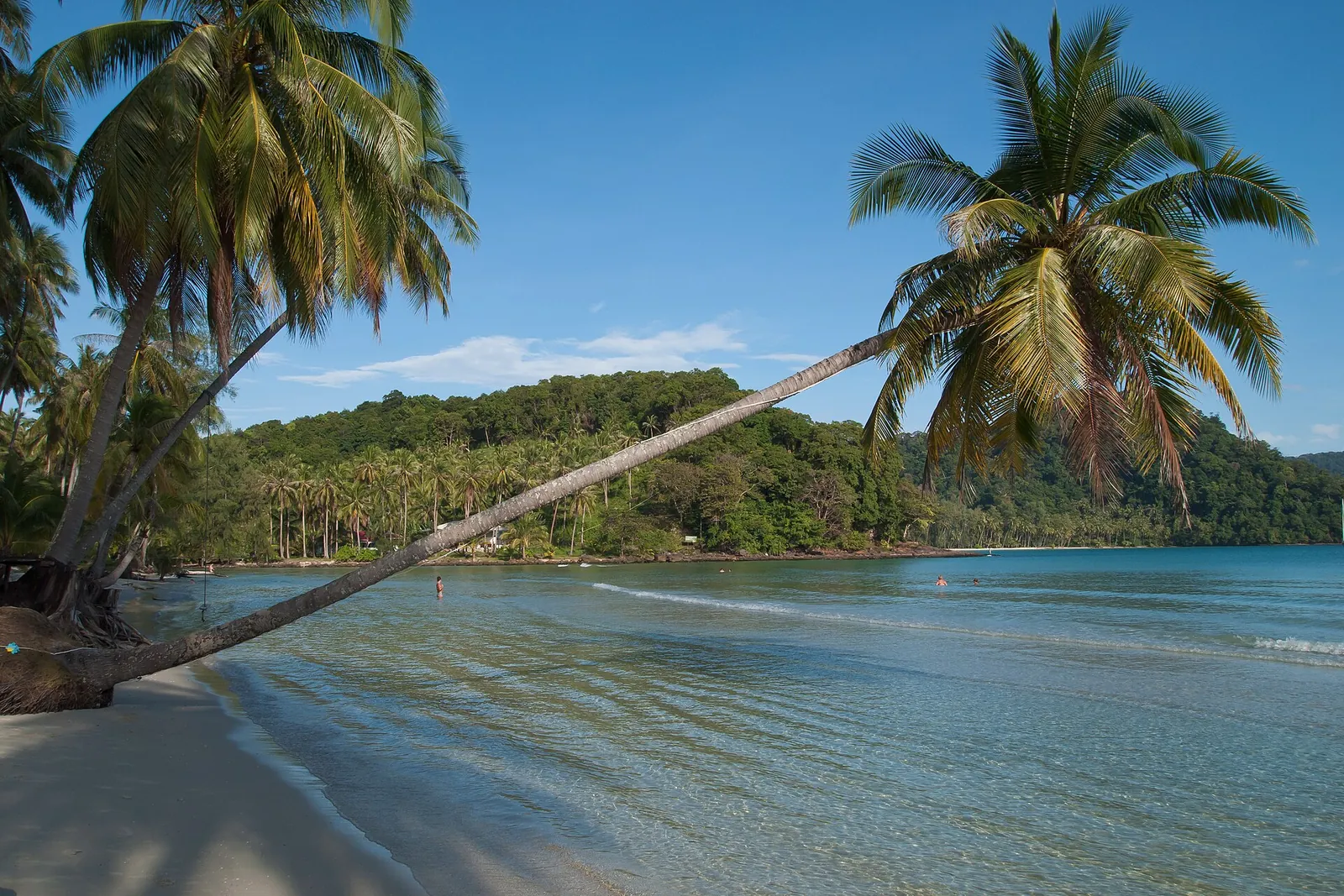 A palm tree leaning over a turquoise lagoon and white sand on Koh Kut
