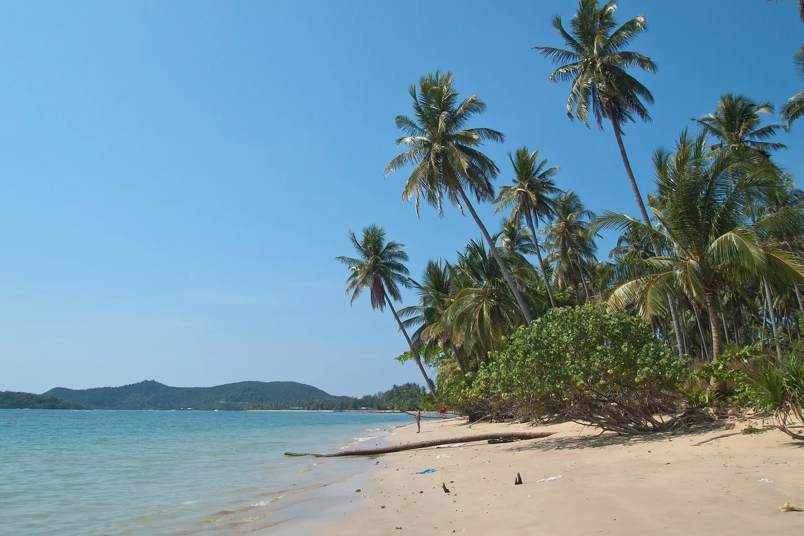 Coconut palms along a white-sand beach on Koh Mak under a blue sky