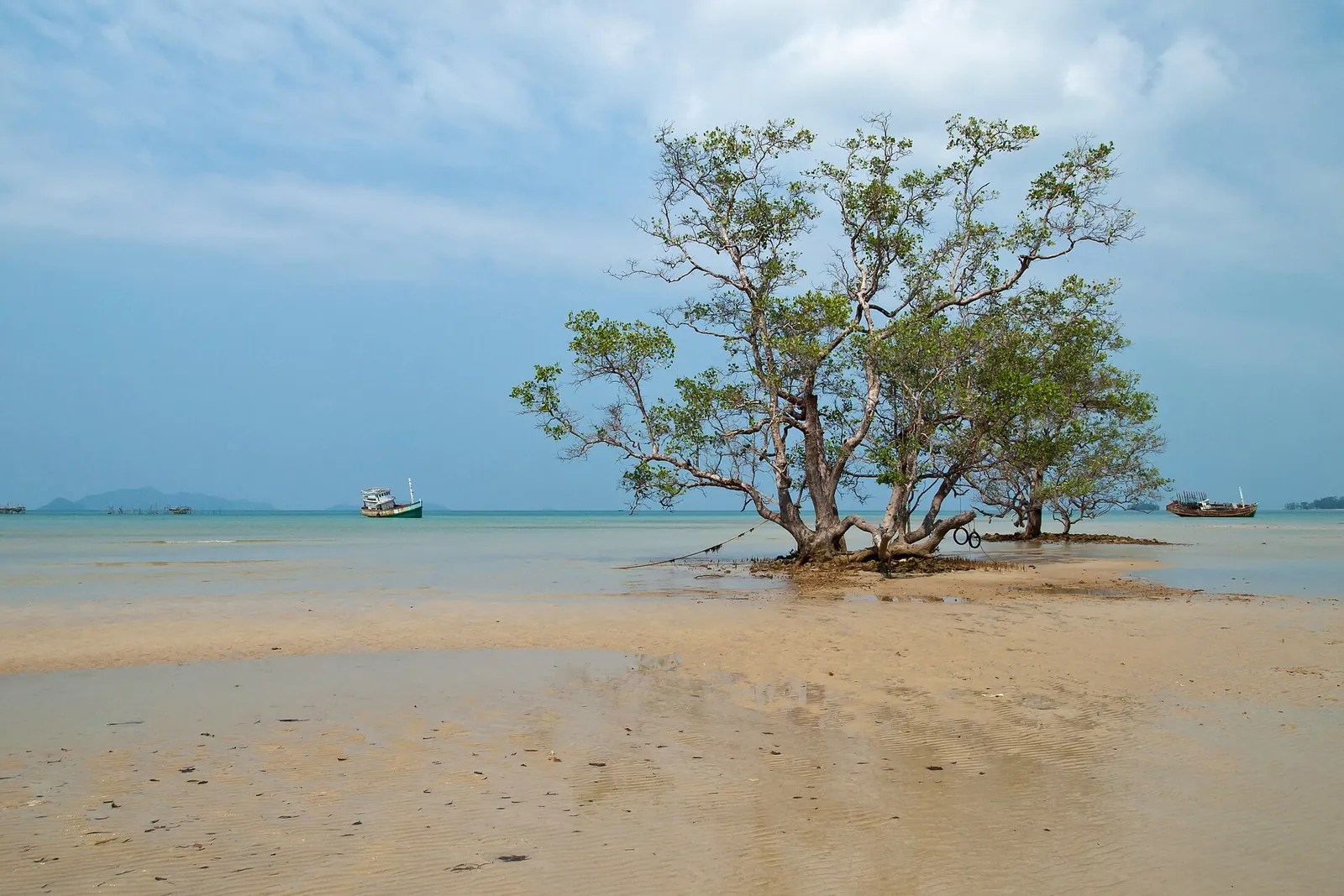 A solitary tree standing on a sandbank in the shallow lagoon off Koh Mak