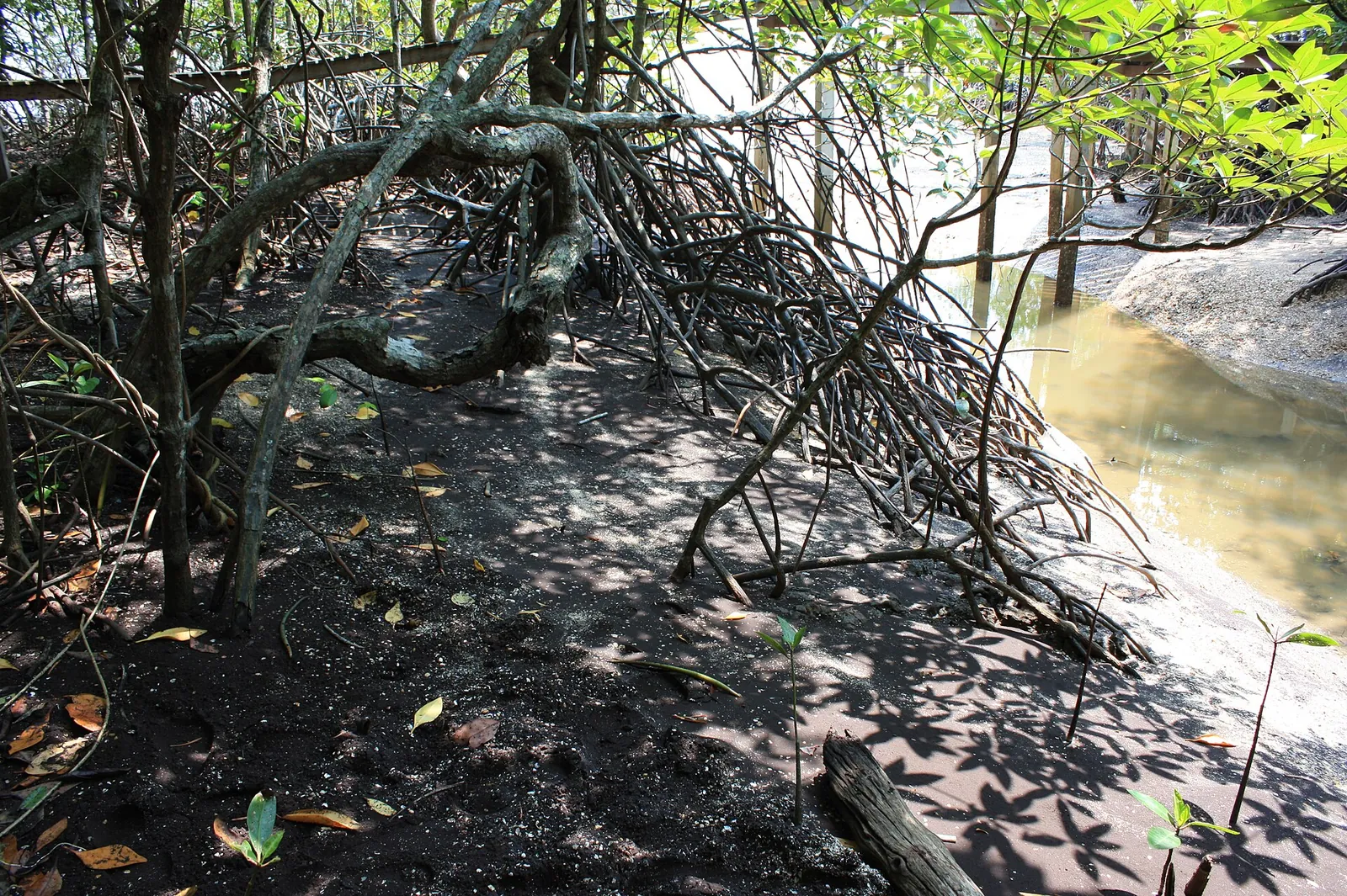 Mangrove roots on a black-sand shore at Laem Ngop
