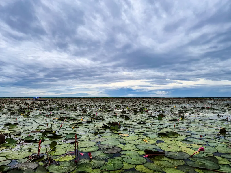Lily pads and scattered water lilies stretching across Nong Han lake under a wide cloudy sky