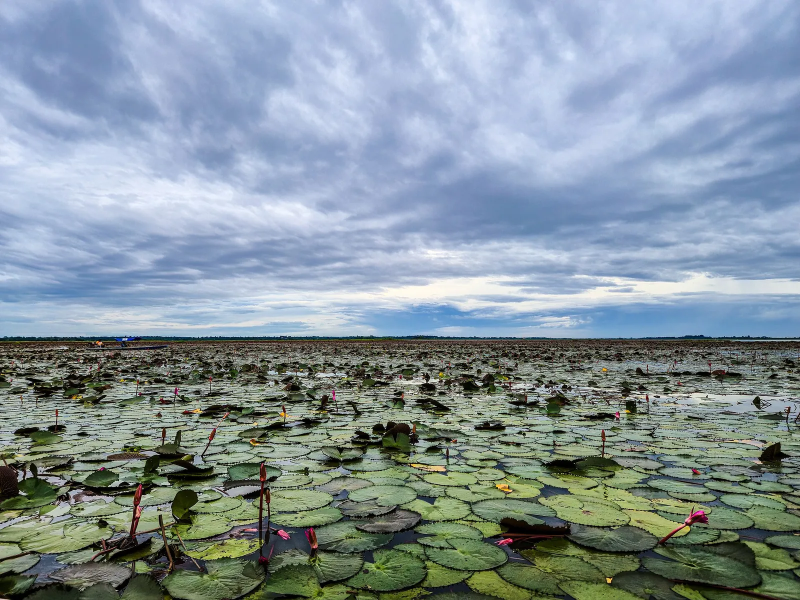Lily pads and scattered water lilies stretching across Nong Han lake under a wide cloudy sky