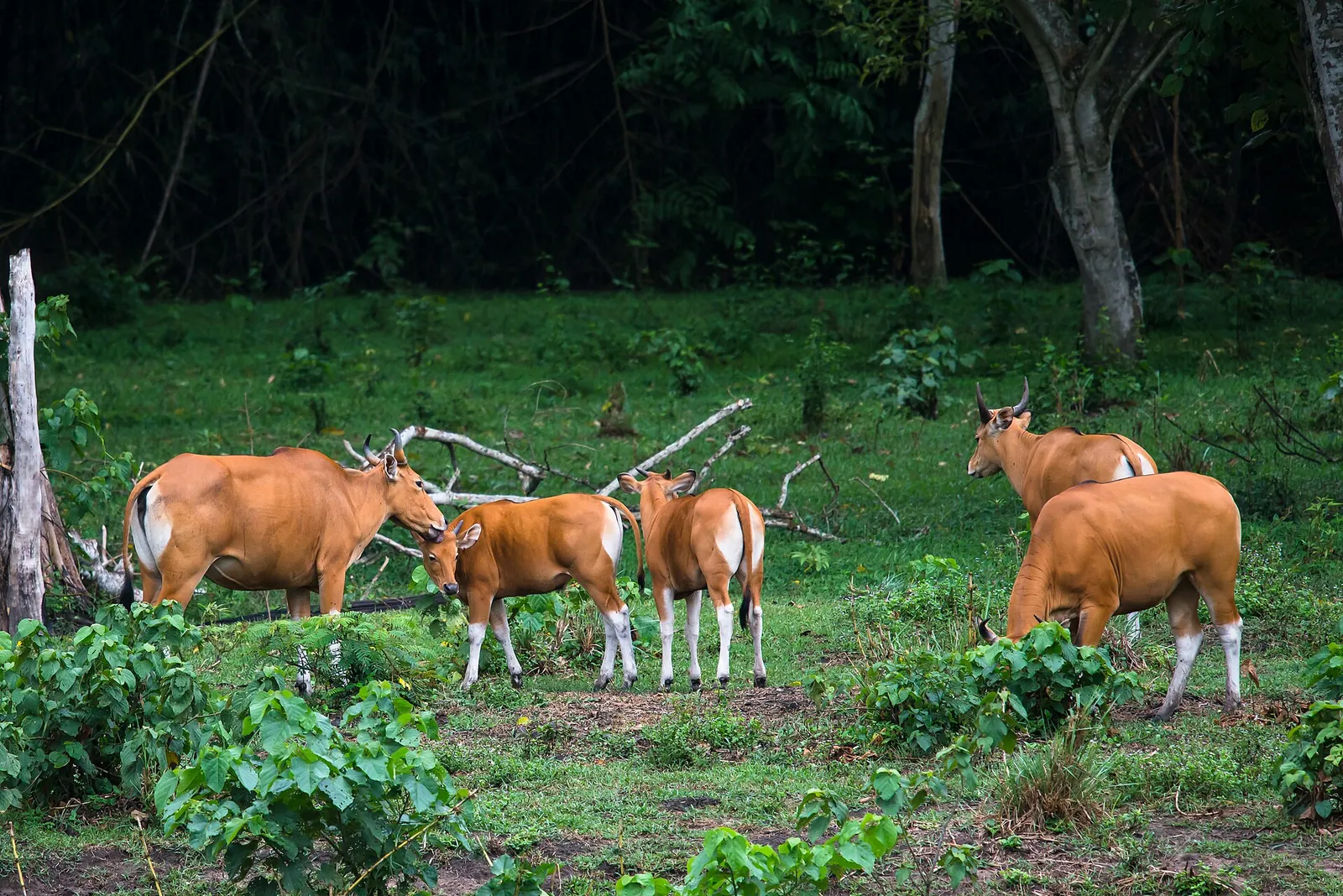 Una pequeña manada de bantengs salvajes pastando en un claro del bosque de Huai Kha Khaeng